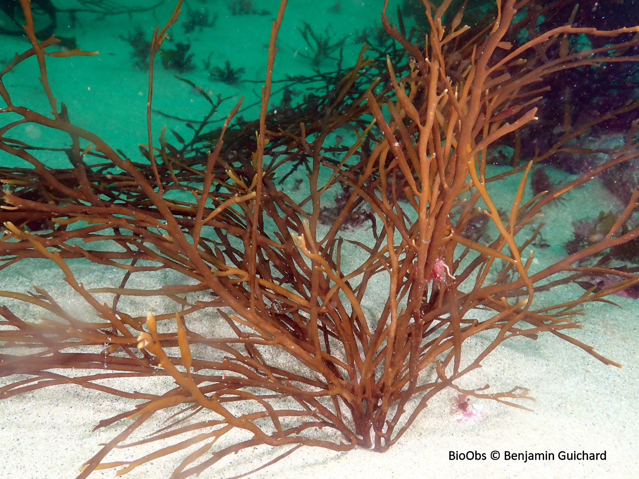 Queue de poulain - Halidrys siliquosa - Benjamin Guichard - BioObs