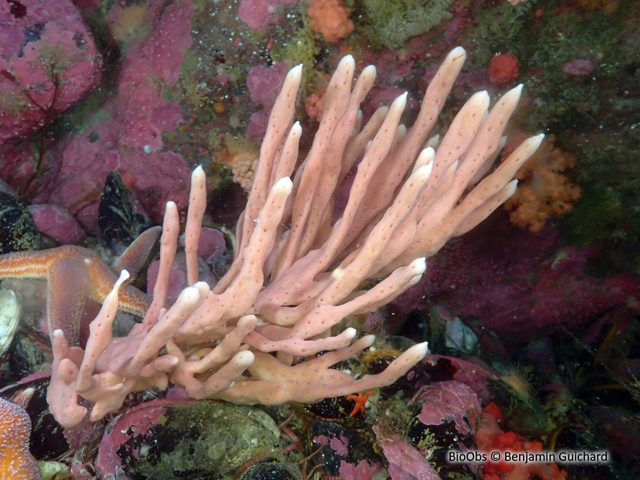 Chaline oculée - Haliclona (Haliclona) oculata - Benjamin Guichard - BioObs