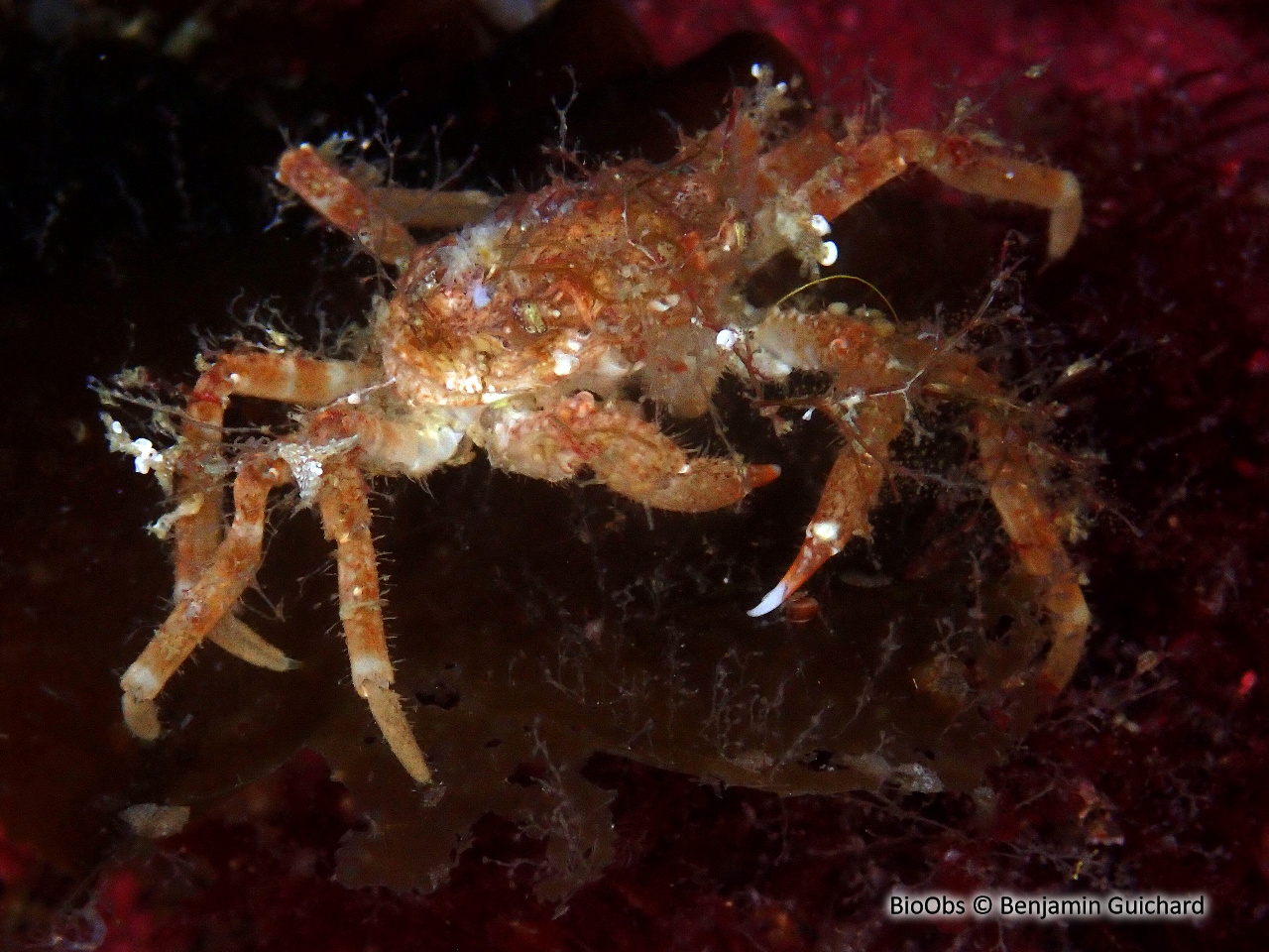 Crabe araignée - Hyas araneus - Benjamin Guichard - BioObs