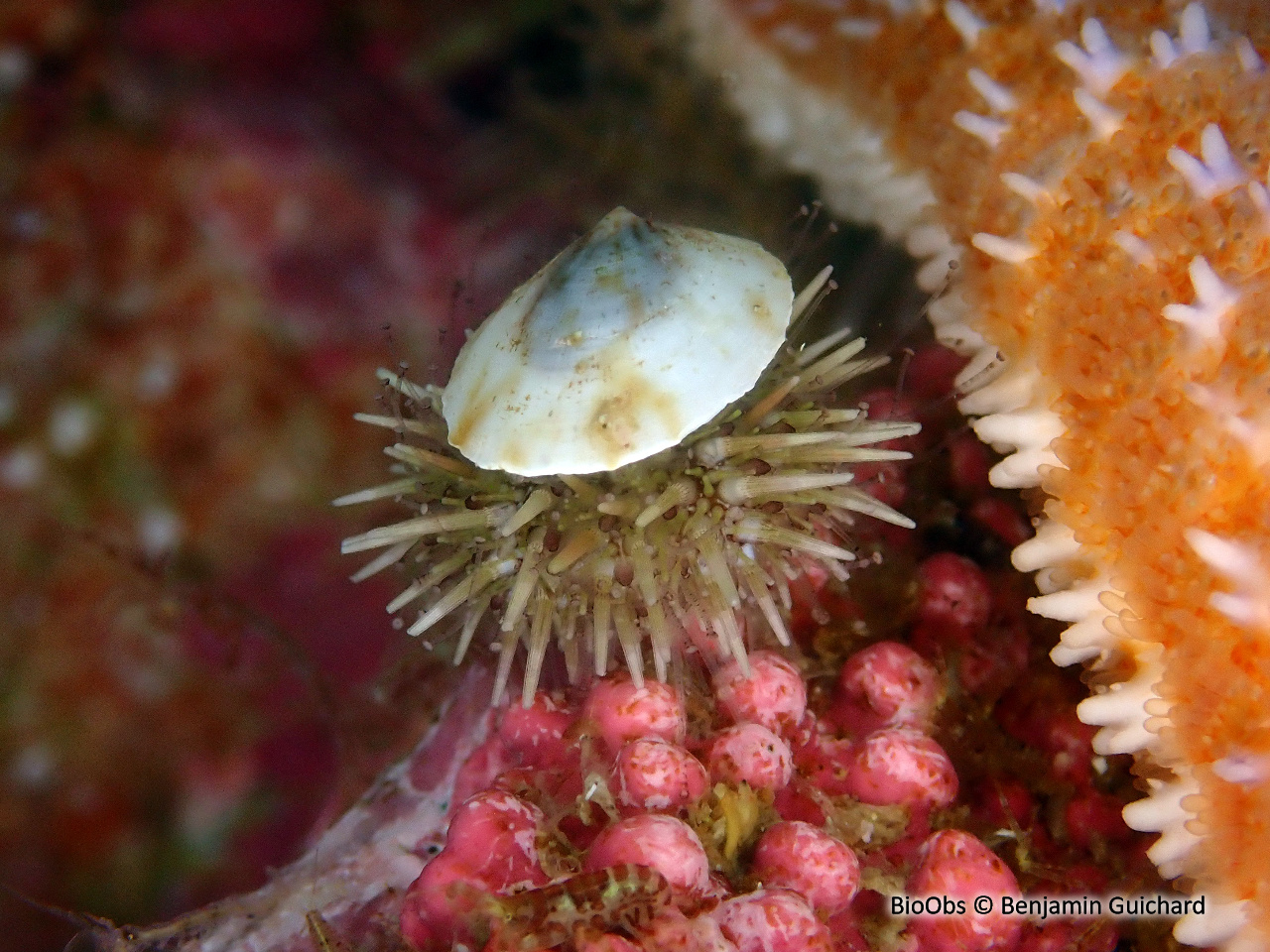 Oursin vert commun - Strongylocentrotus droebachiensis - Benjamin Guichard - BioObs