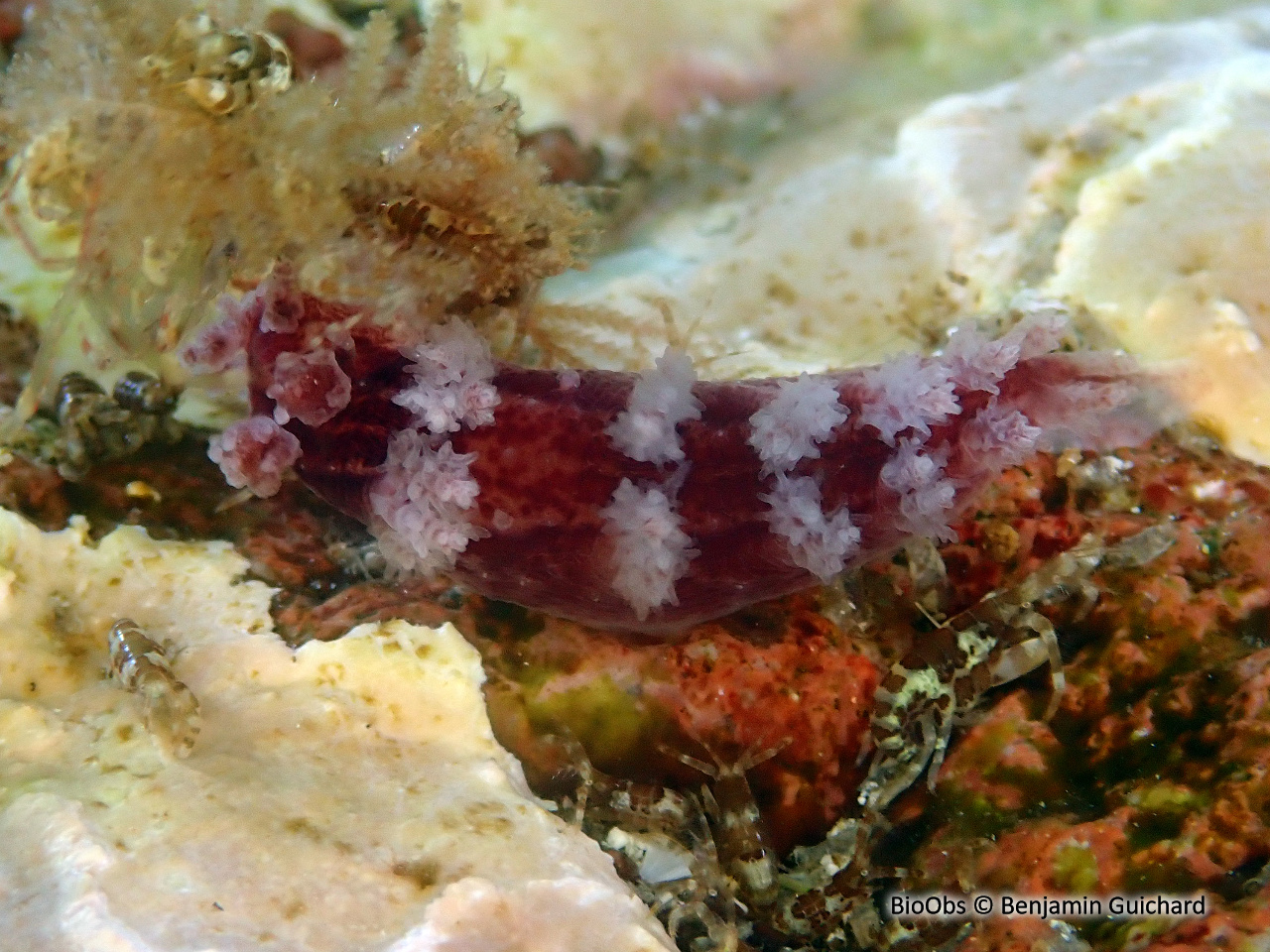 Limace arborescente - Dendronotus frondosus - Benjamin Guichard - BioObs