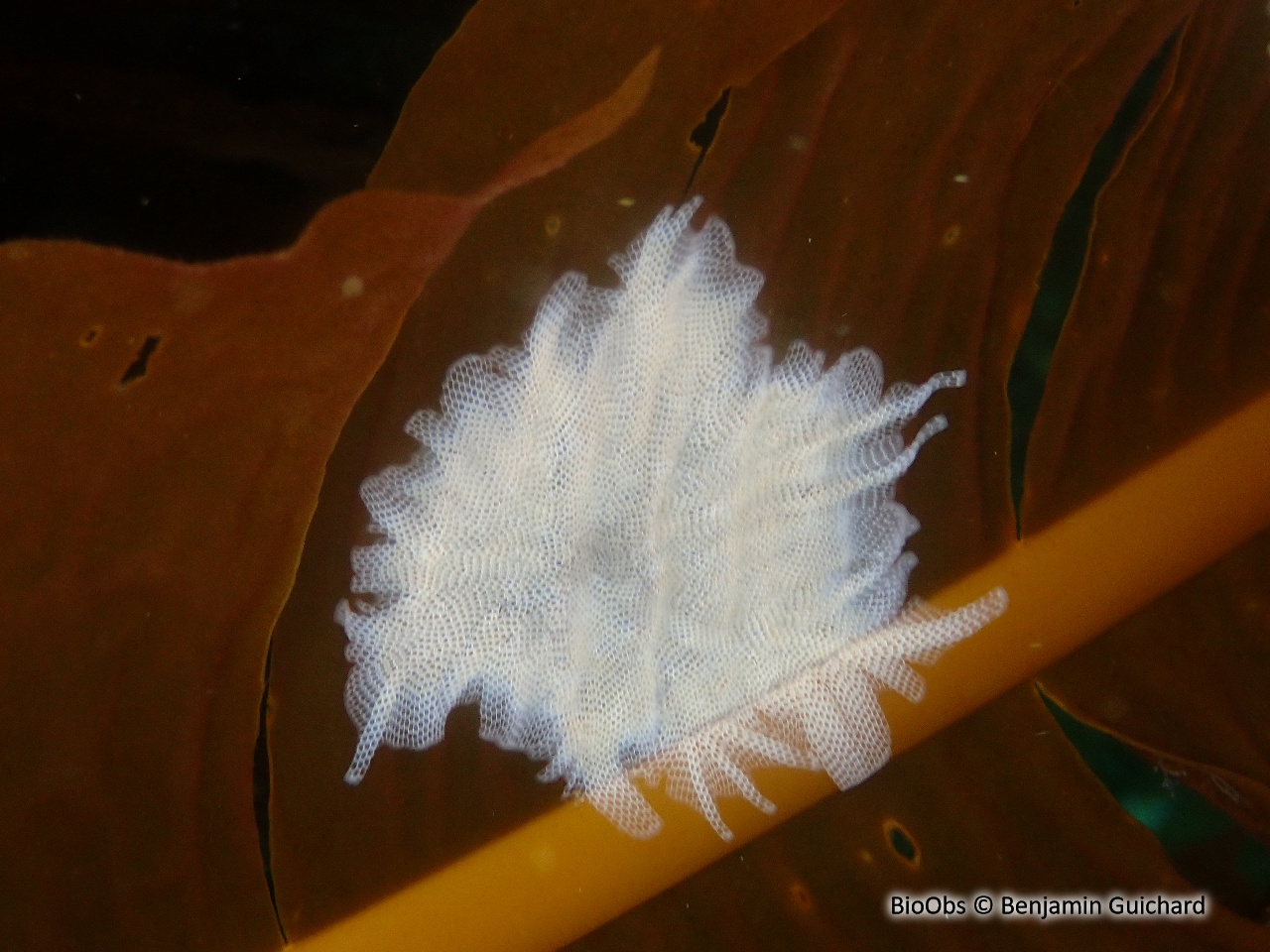 Ecorce pileuse - Electra pilosa - Benjamin Guichard - BioObs