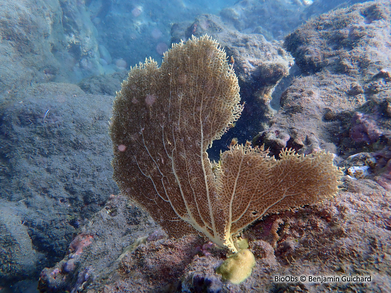 Eventail de mer de Vénus - Gorgonia flabellum - Benjamin Guichard - BioObs