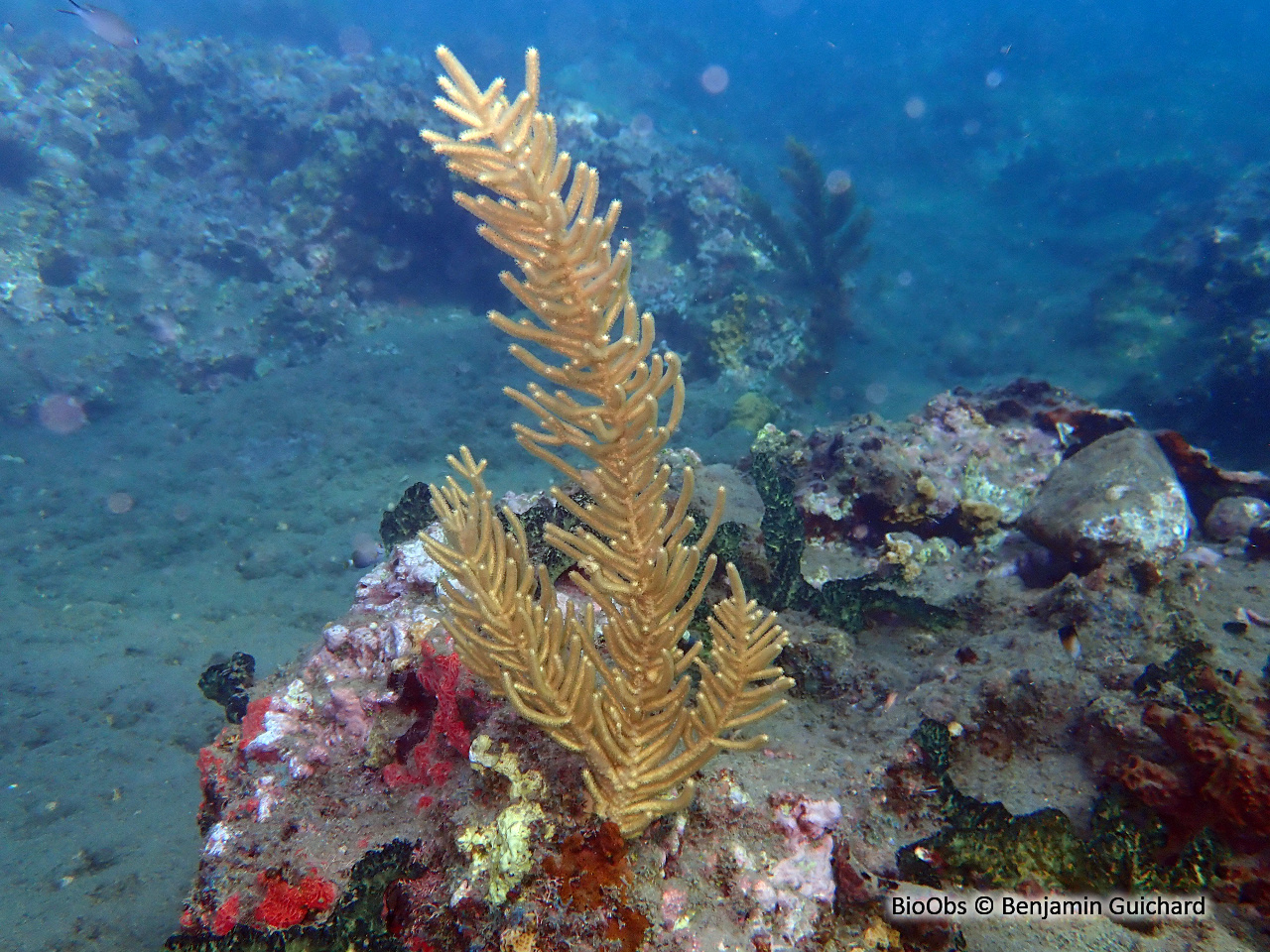 Plume de mer rugueuse - Muriceopsis flavida - Benjamin Guichard - BioObs