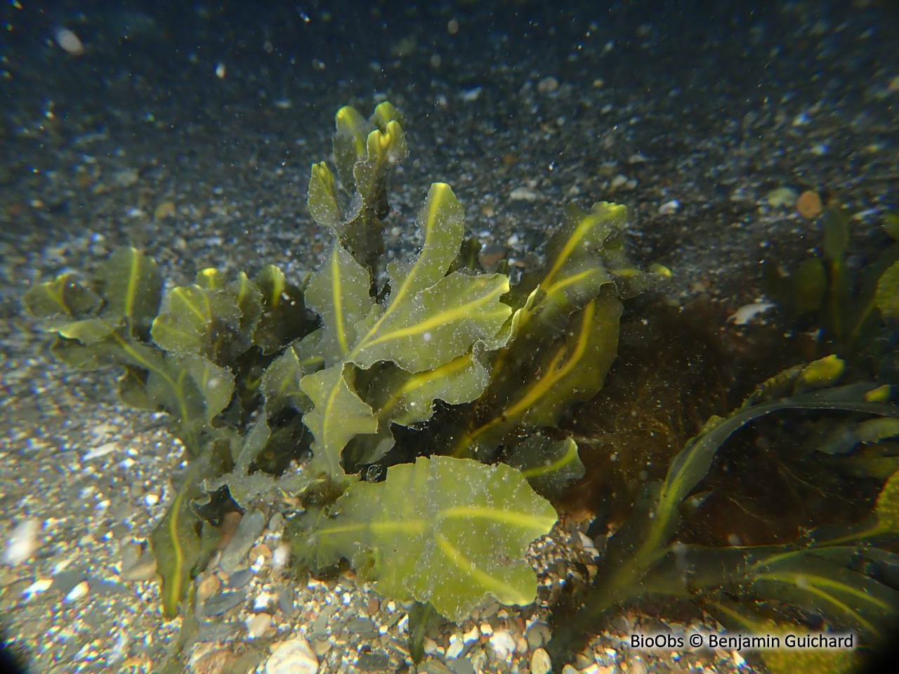 Fucus spiralé - Fucus spiralis - Benjamin Guichard - BioObs