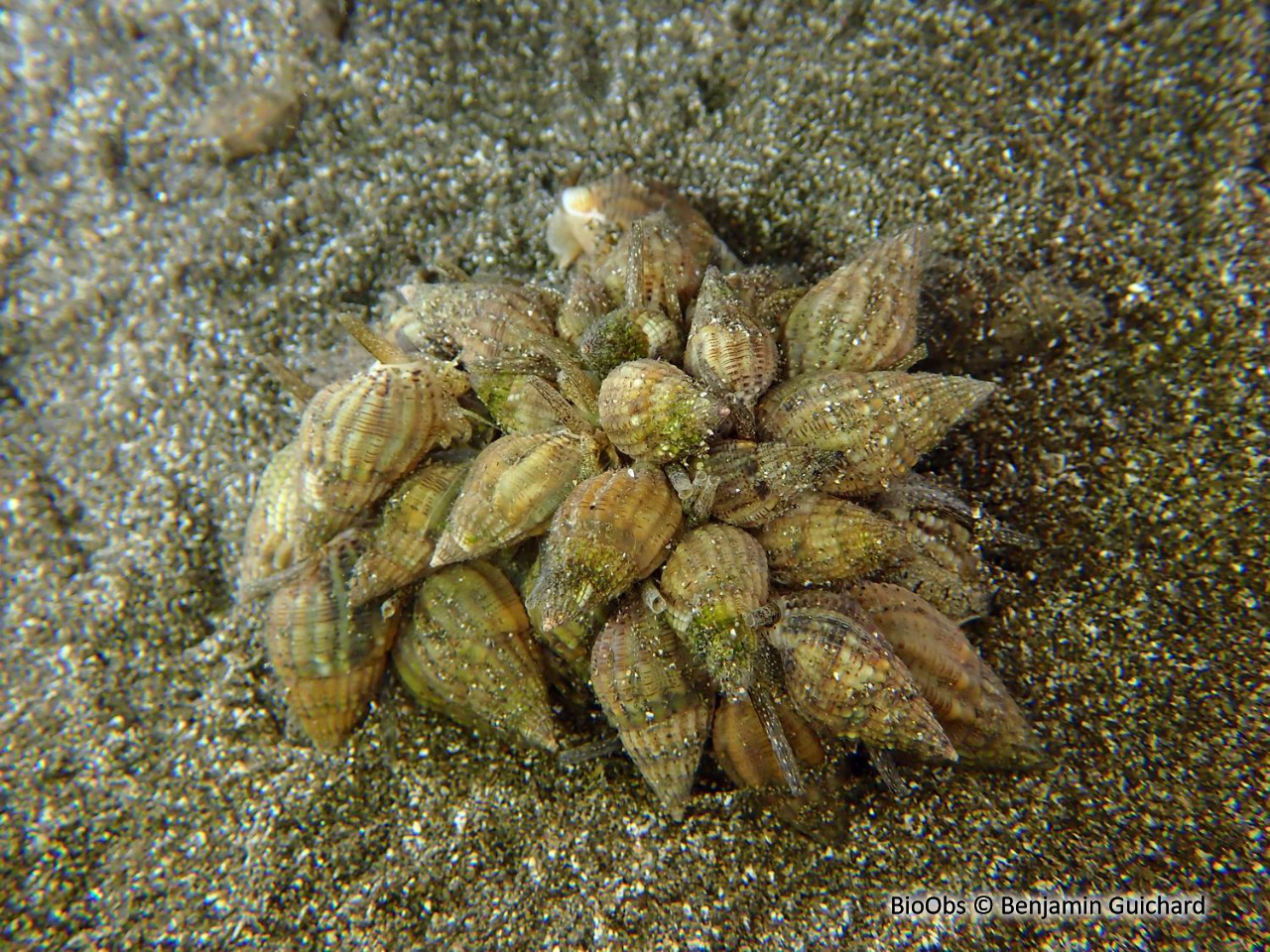 Nasse réticulée - Tritia reticulata - Benjamin Guichard - BioObs