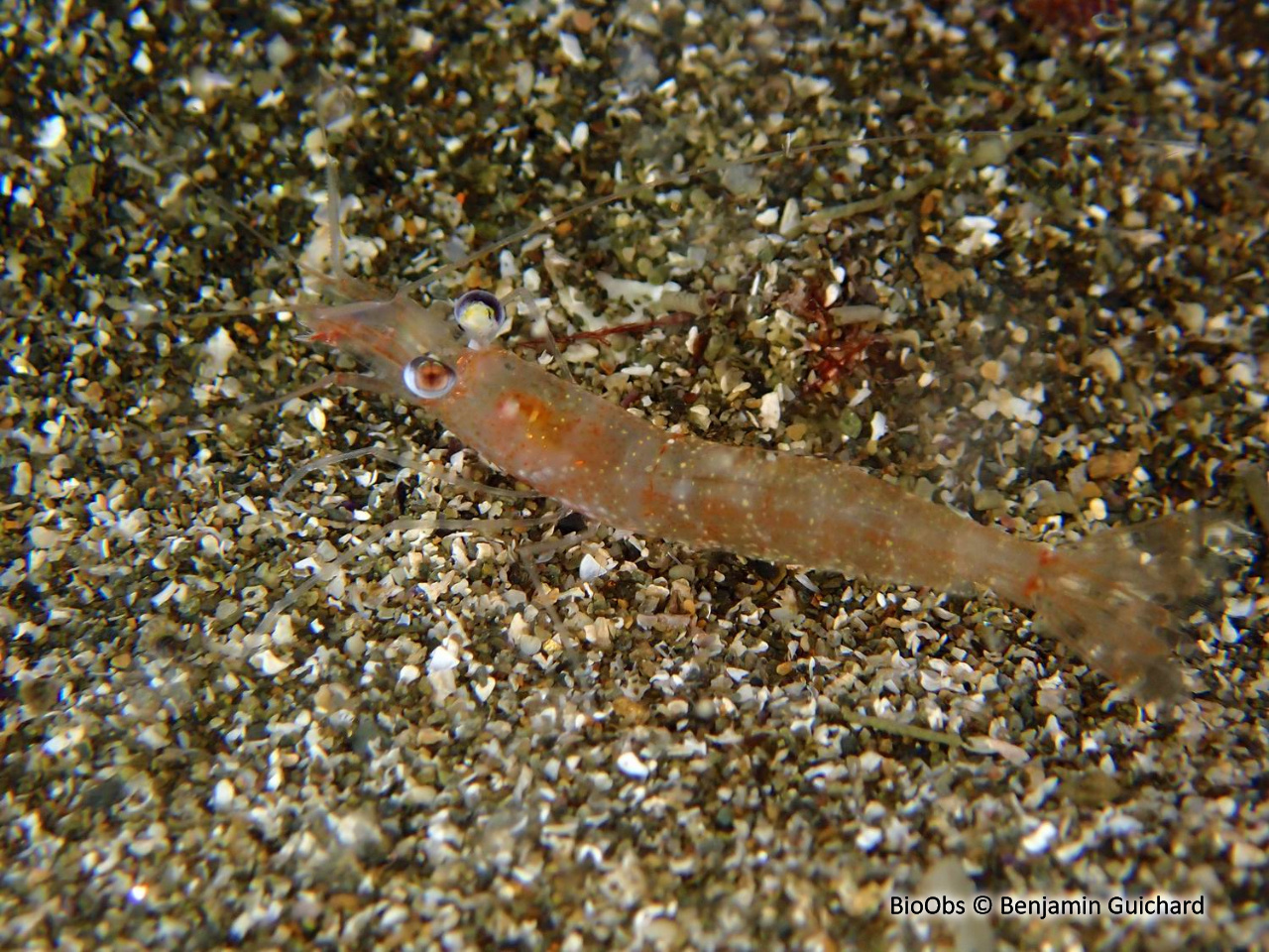 Crevette autruche comestible - Processa edulis edulis - Benjamin Guichard - BioObs