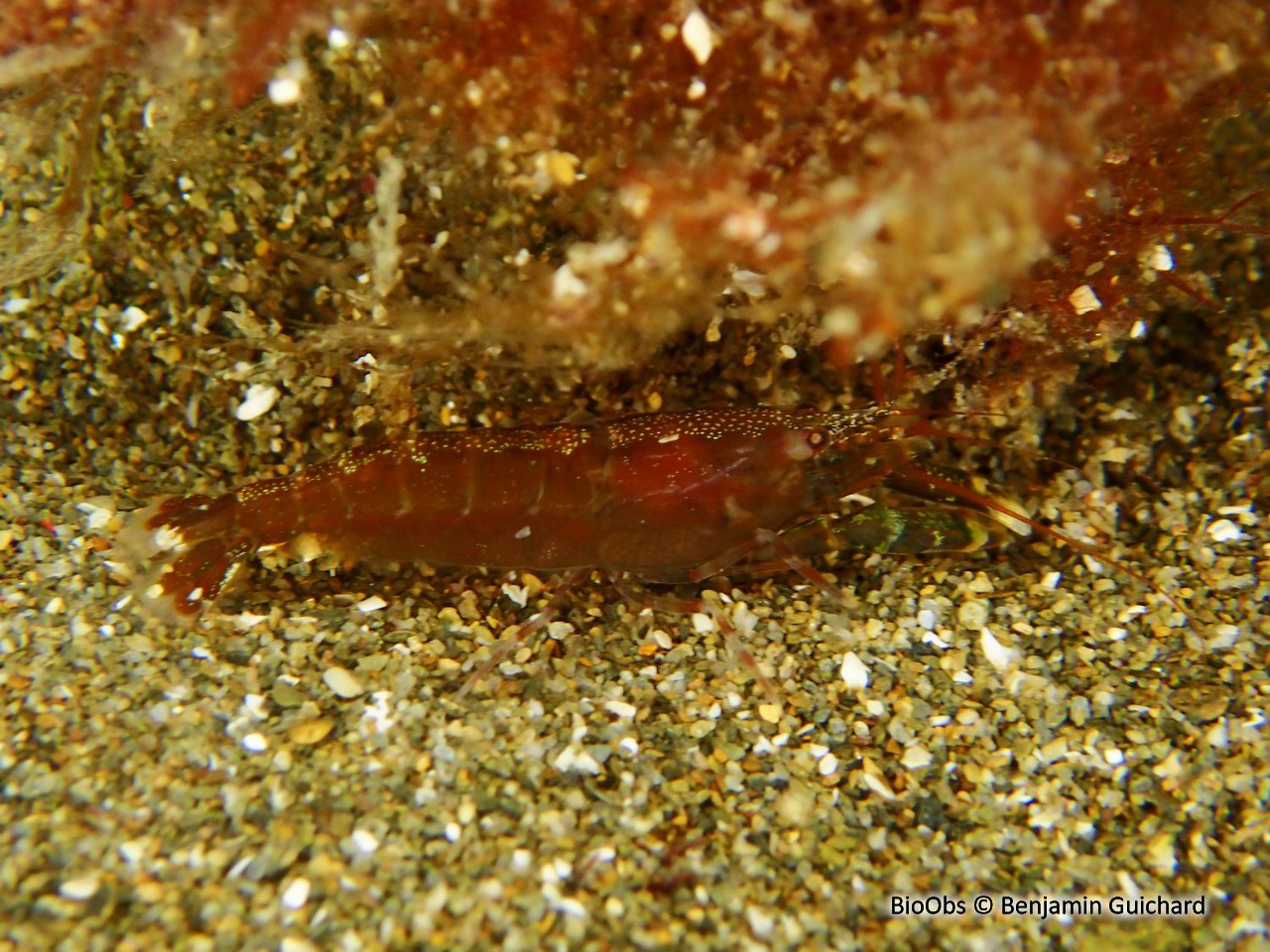 Crevette à capuchon - Athanas nitescens - Benjamin Guichard - BioObs