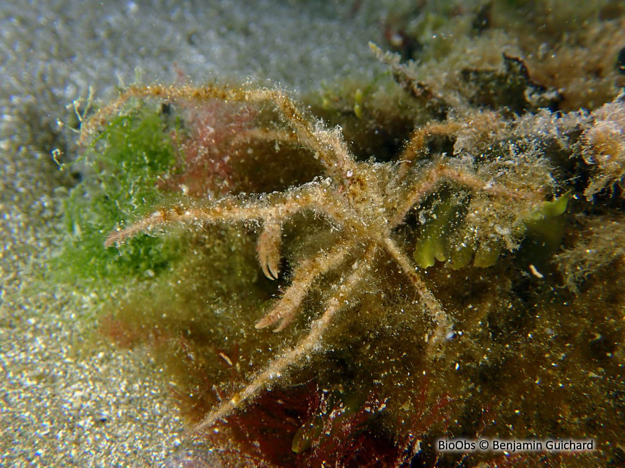 Araignée macropode (genre) - Macropodia - Benjamin Guichard - BioObs