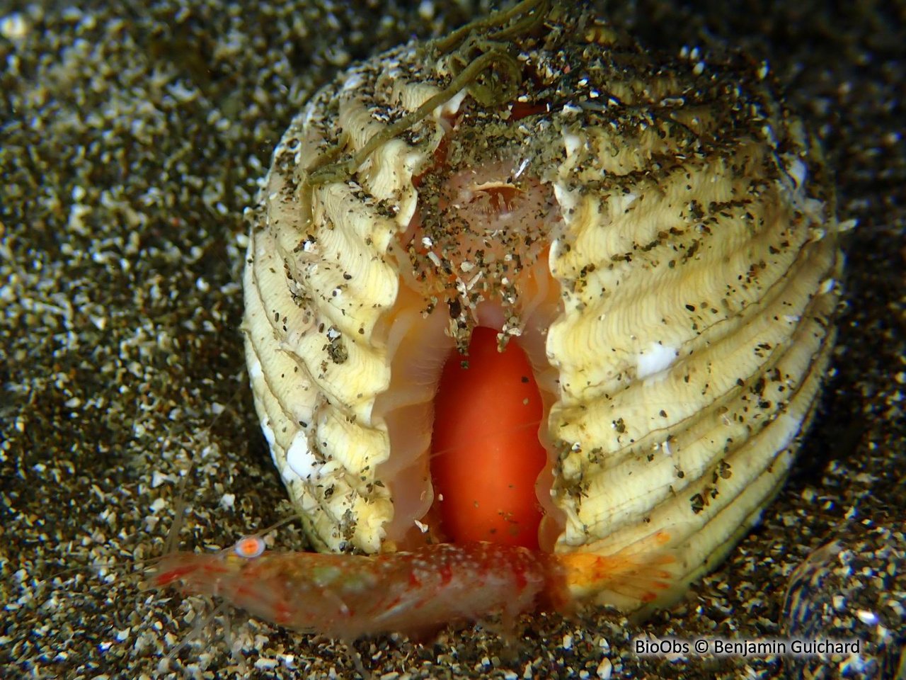 Bucarde tuberculée - Acanthocardia tuberculata - Benjamin Guichard - BioObs