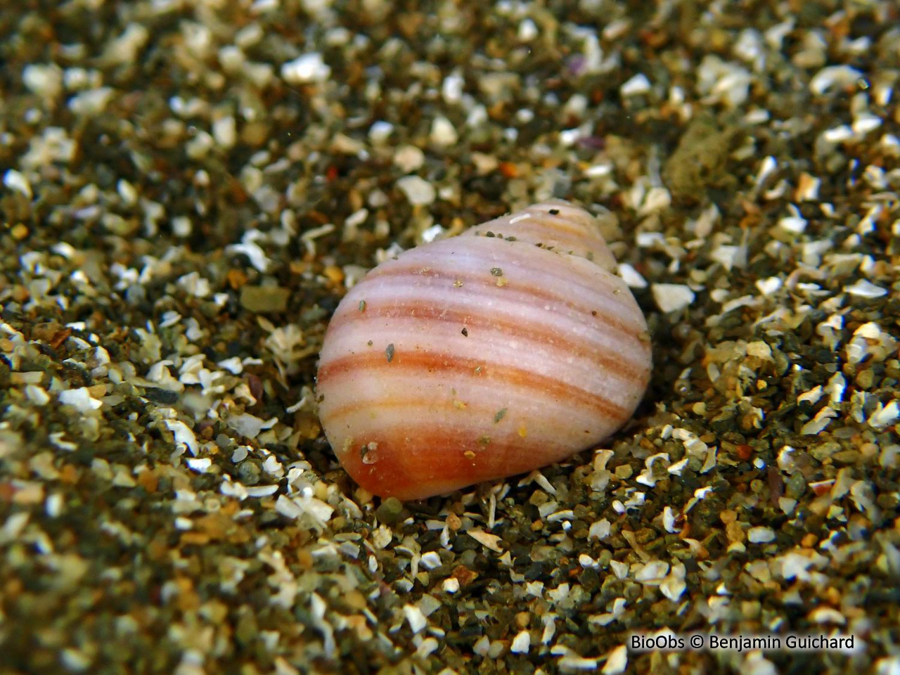 Littorine des rochers - Littorina saxatilis - Benjamin Guichard - BioObs