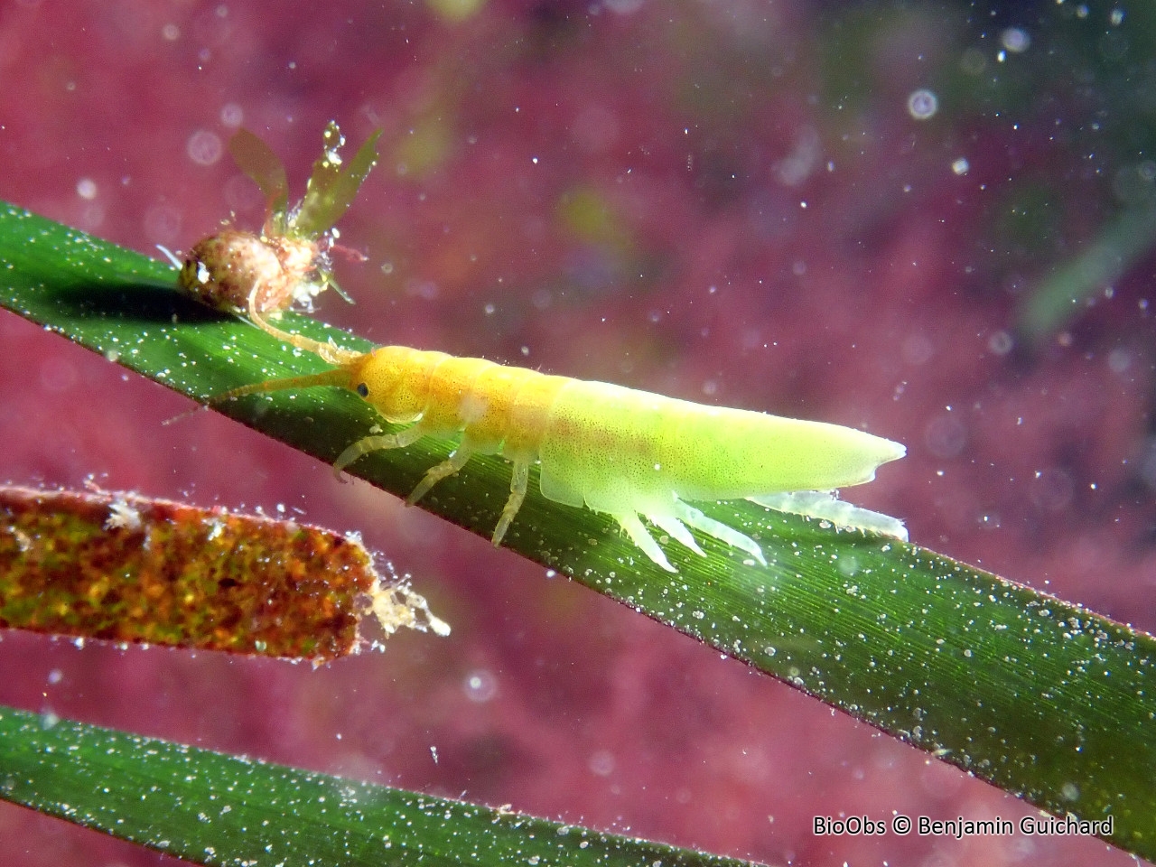 Idotée de la Baltique - Idotea balthica - Benjamin Guichard - BioObs