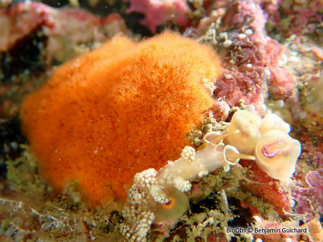 Doto fragile - Doto fragilis - Benjamin Guichard - BioObs