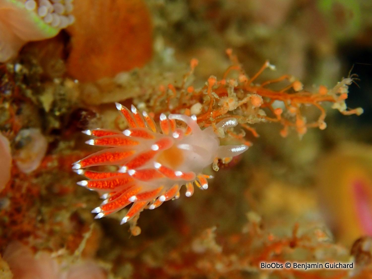 Flabelline gracile - Coryphella gracilis - Benjamin Guichard - BioObs