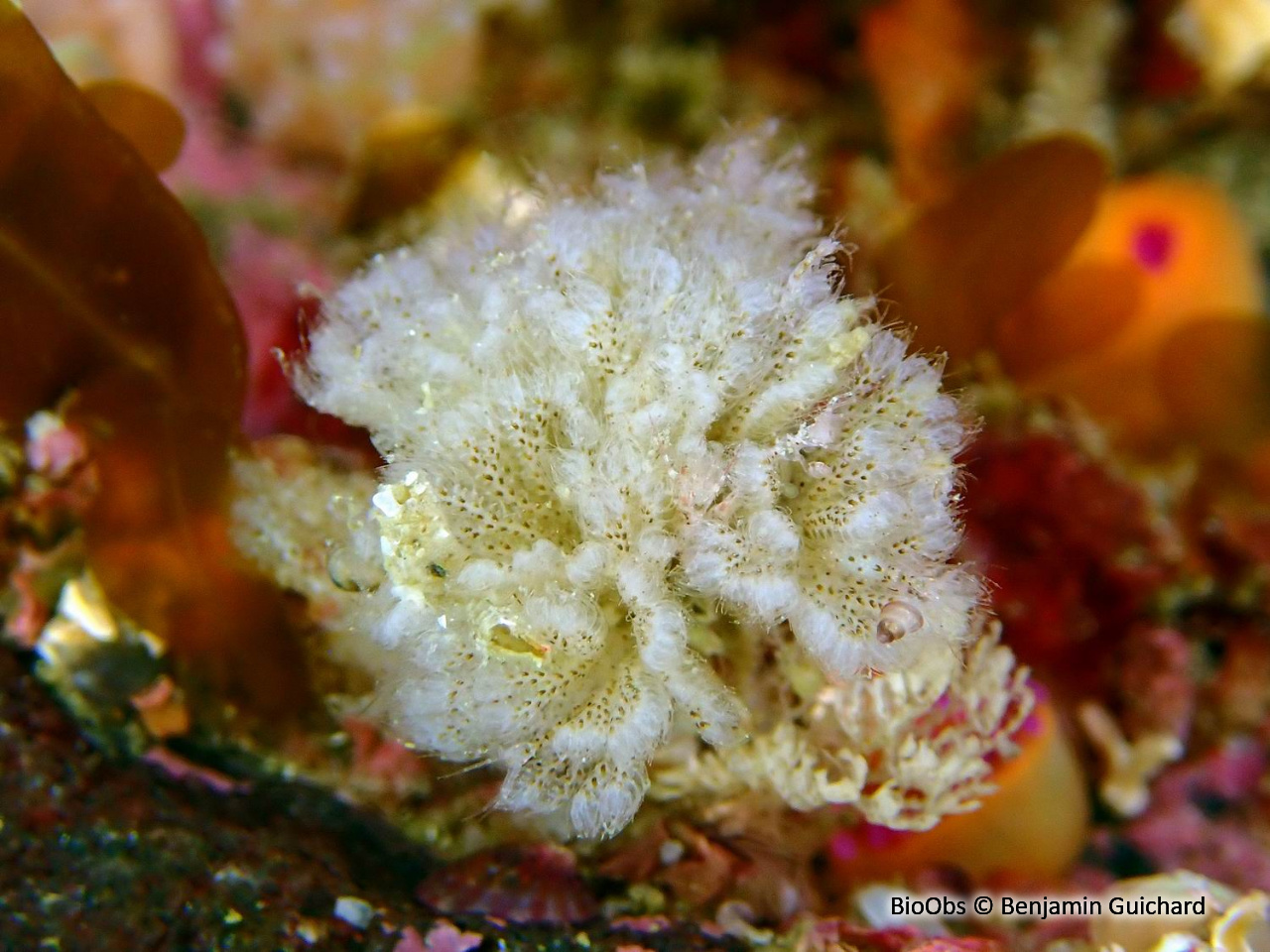 Bryozoaire flocon blanc - Bicellariella ciliata - Benjamin Guichard - BioObs