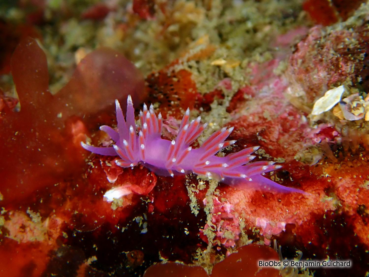 Coryphelle mauve - Edmundsella pedata - Benjamin Guichard - BioObs