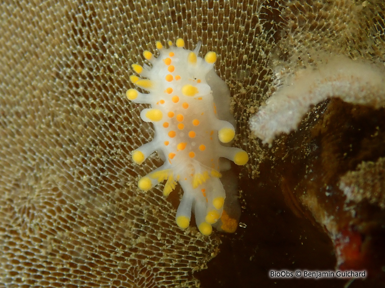 Limacia clavigère - Limacia clavigera - Benjamin Guichard - BioObs