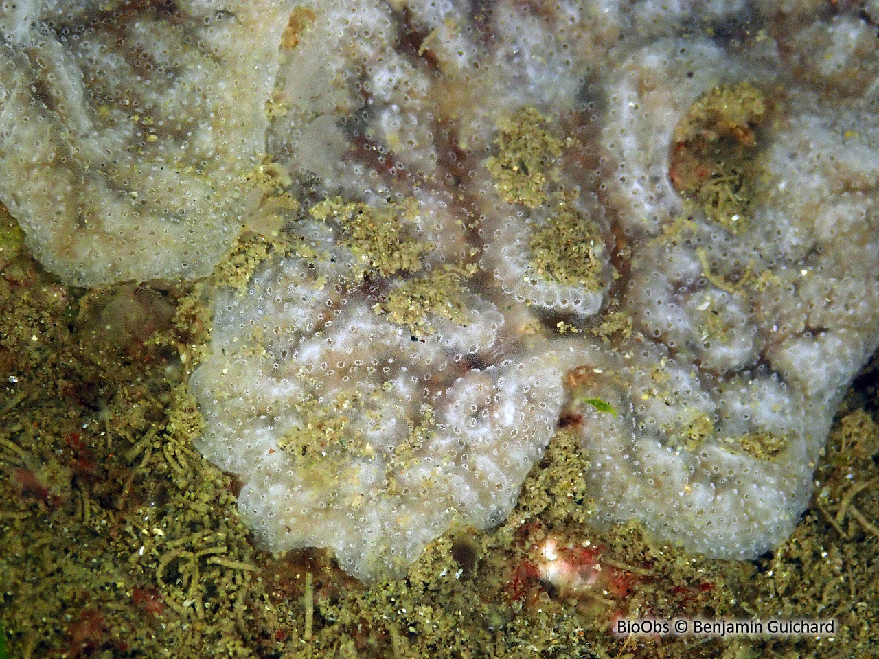 Didemne de Lahille - Didemnum lahillei - Benjamin Guichard - BioObs