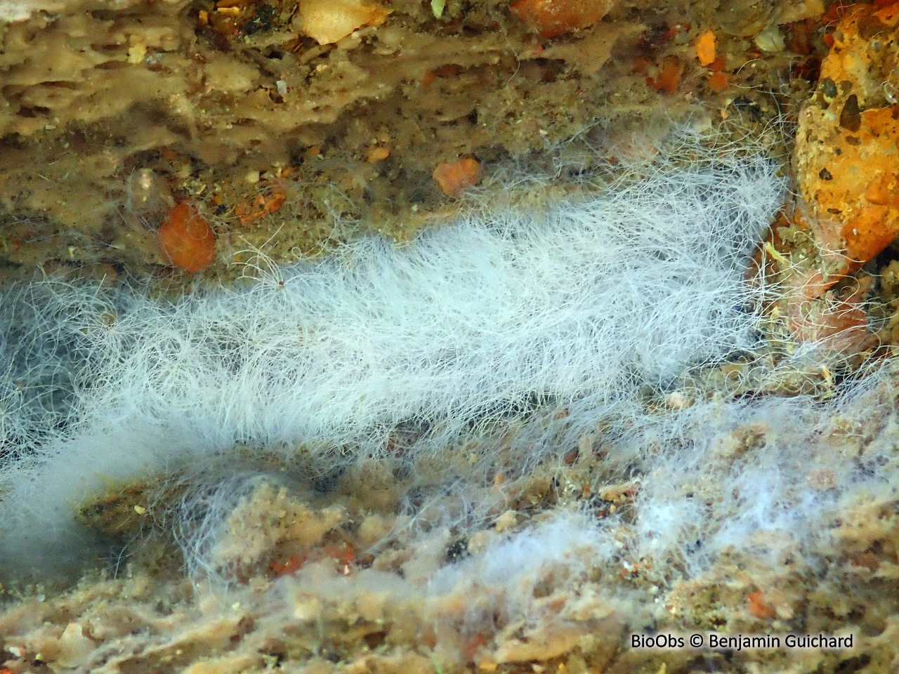 Havrelle merveilleuse - Havrella mirabilis - Benjamin Guichard - BioObs