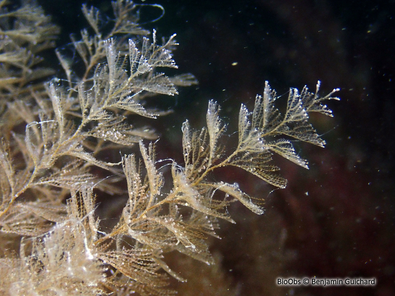 Sertulaire argentée - Sertularia argentea - Benjamin Guichard - BioObs