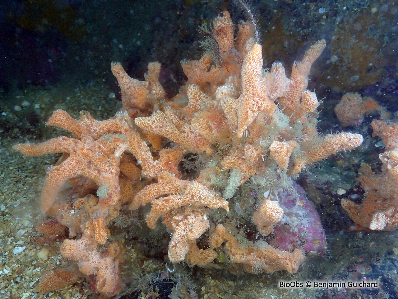 Eponge digitée rose saumon - Ulosa digitata - Benjamin Guichard - BioObs