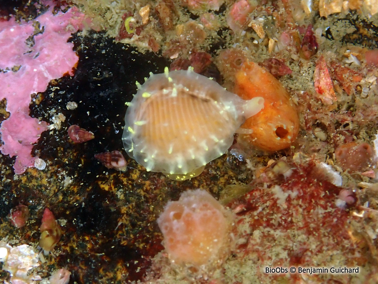 Grain de café - Trivia arctica - Benjamin Guichard - BioObs