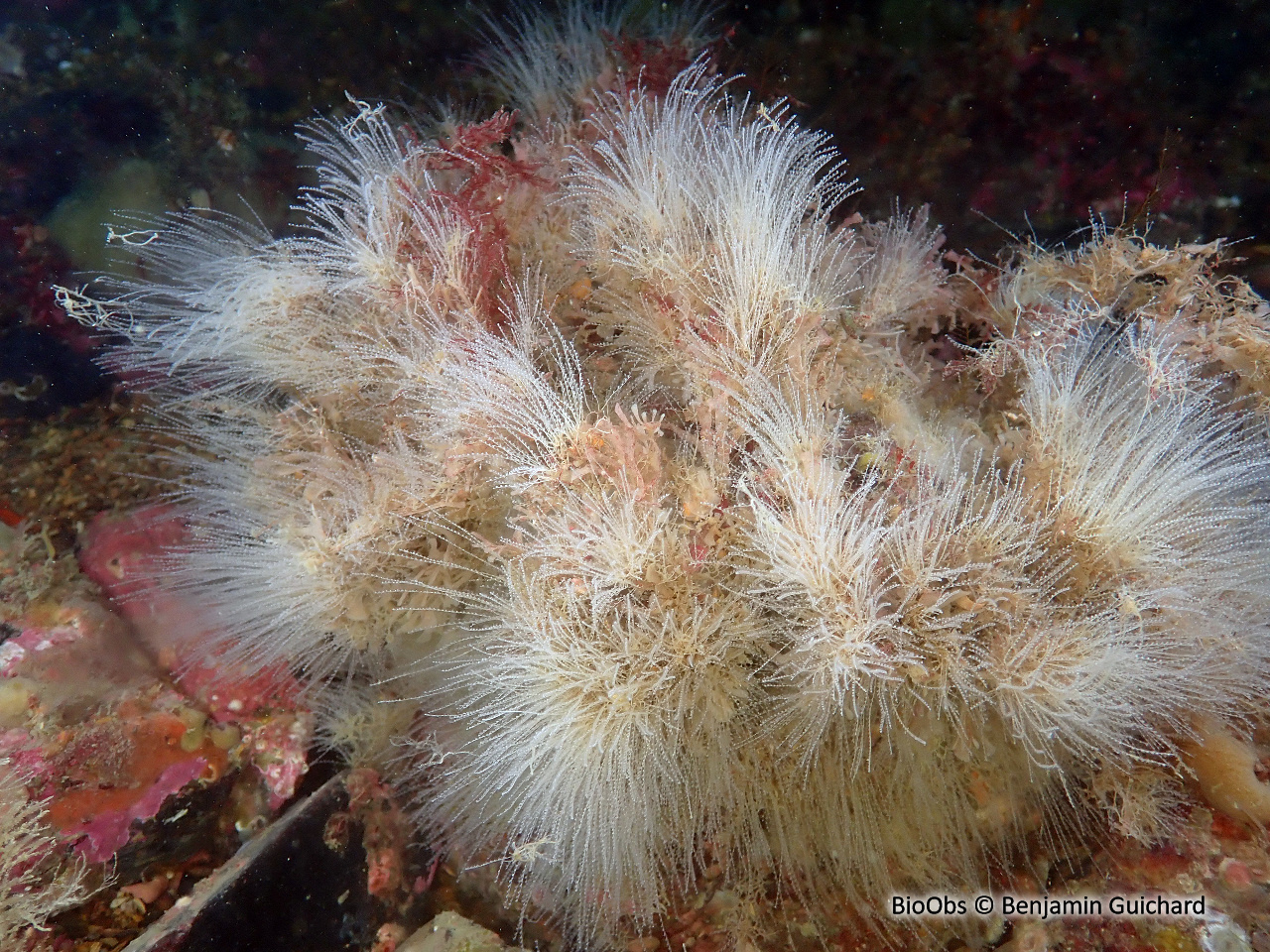 Hydraire-antenne antennella - Antennella siliquosa - Benjamin Guichard - BioObs