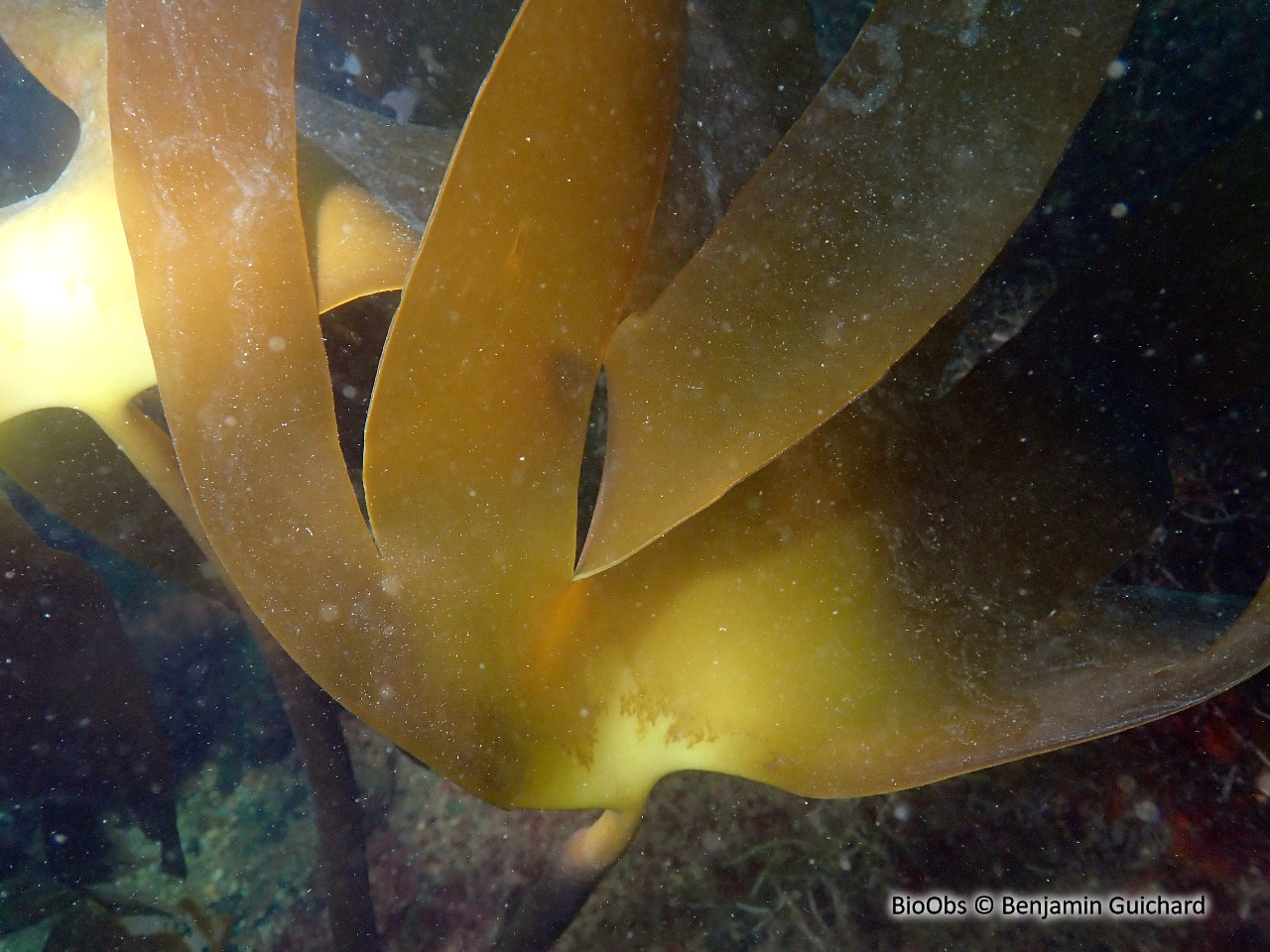 Laminaire jaune - laminaria ochroleuca - Benjamin Guichard - BioObs