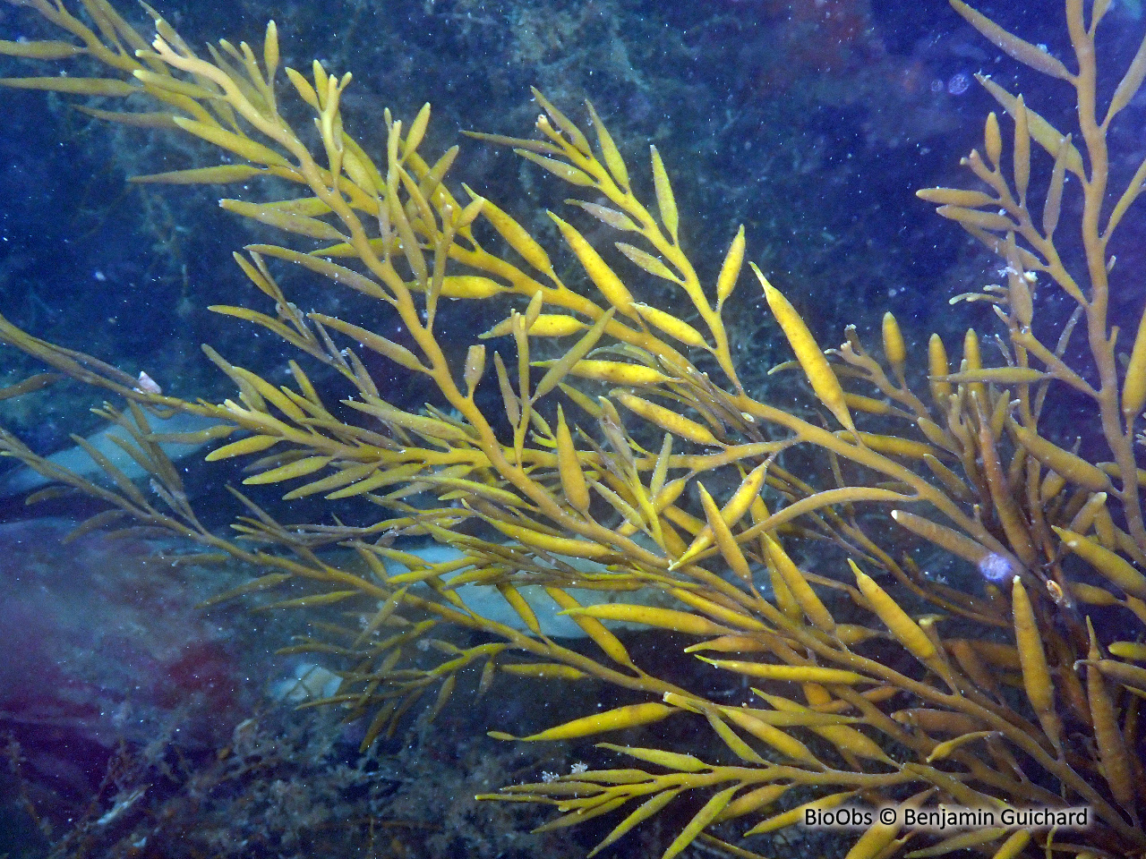 Queue de poulain - Halidrys siliquosa - Benjamin Guichard - BioObs
