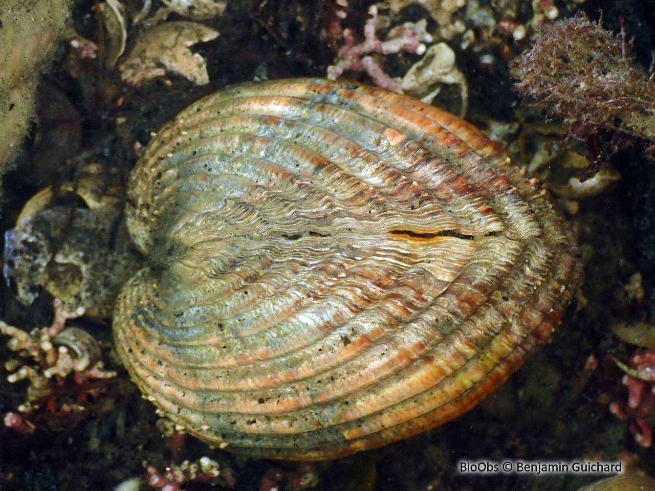 Bucarde tuberculée - Acanthocardia tuberculata - Benjamin Guichard - BioObs