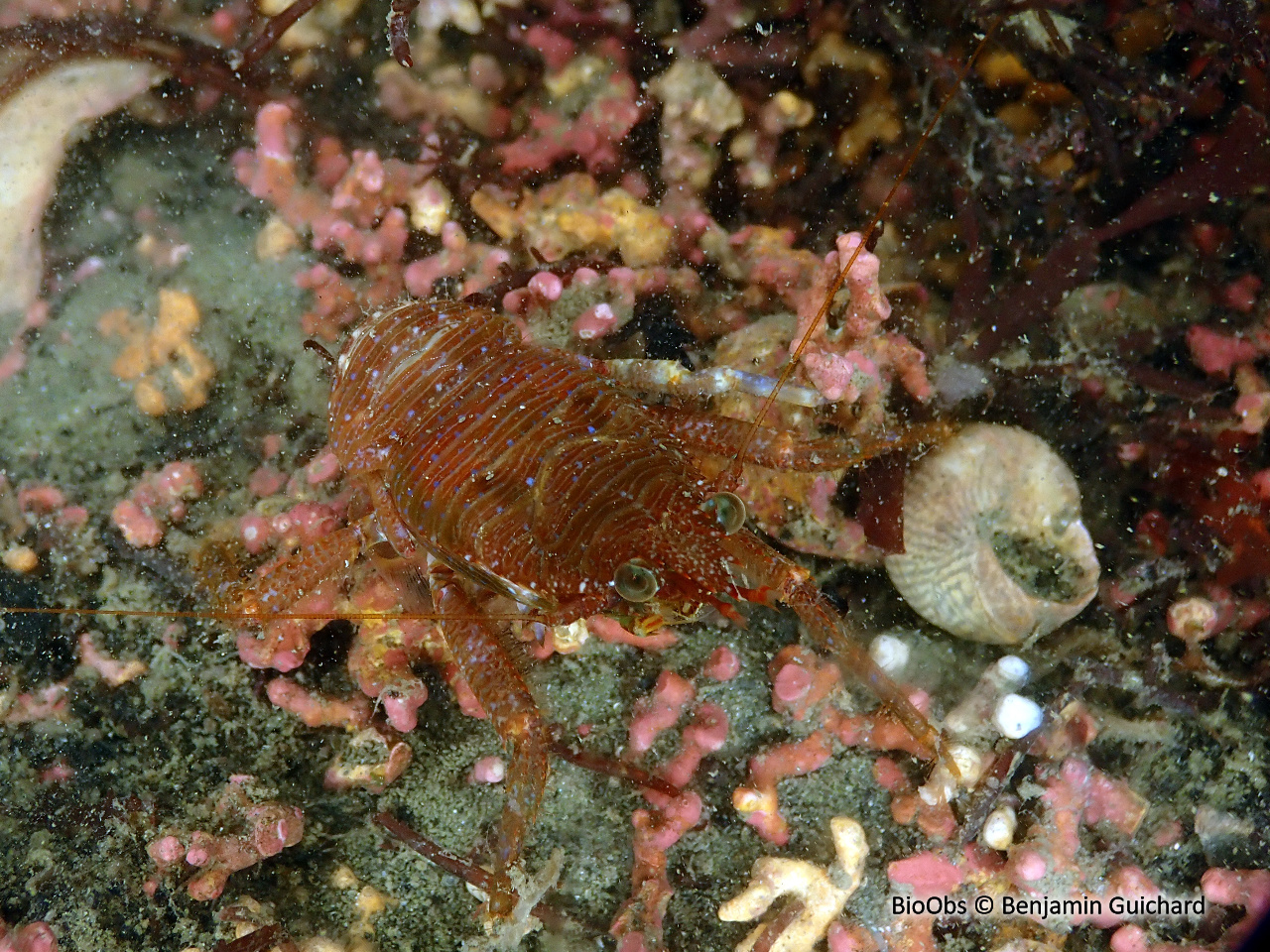 Galathée noire - Galathea squamifera - Benjamin Guichard - BioObs