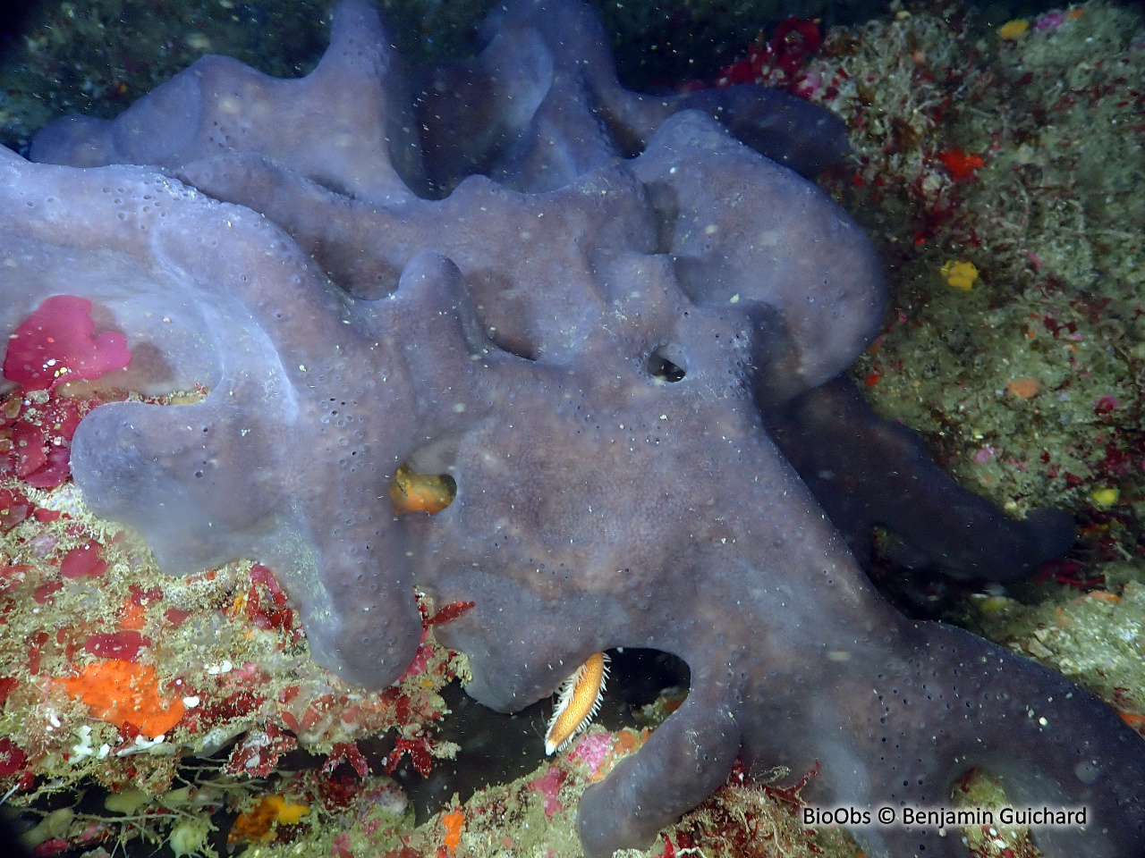 Fesse d'éléphant - Pachymatisma johnstonia - Benjamin Guichard - BioObs