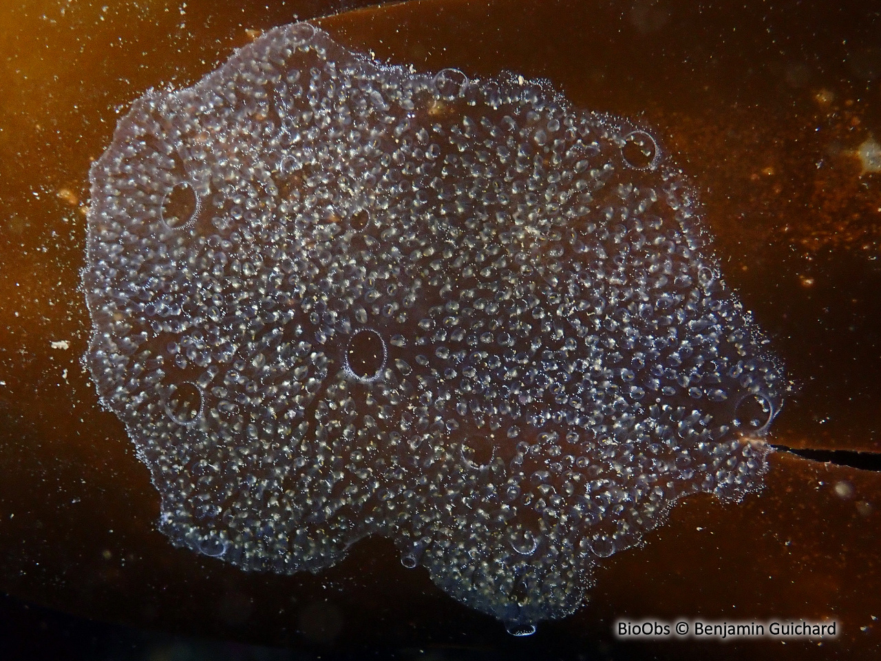 Didemne gélatineux et transparent - Diplosoma listerianum - Benjamin Guichard - BioObs