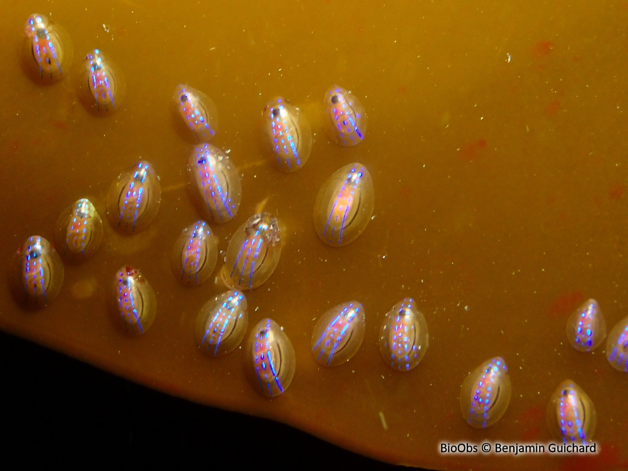 Helcion - Patella pellucida - Benjamin Guichard - BioObs