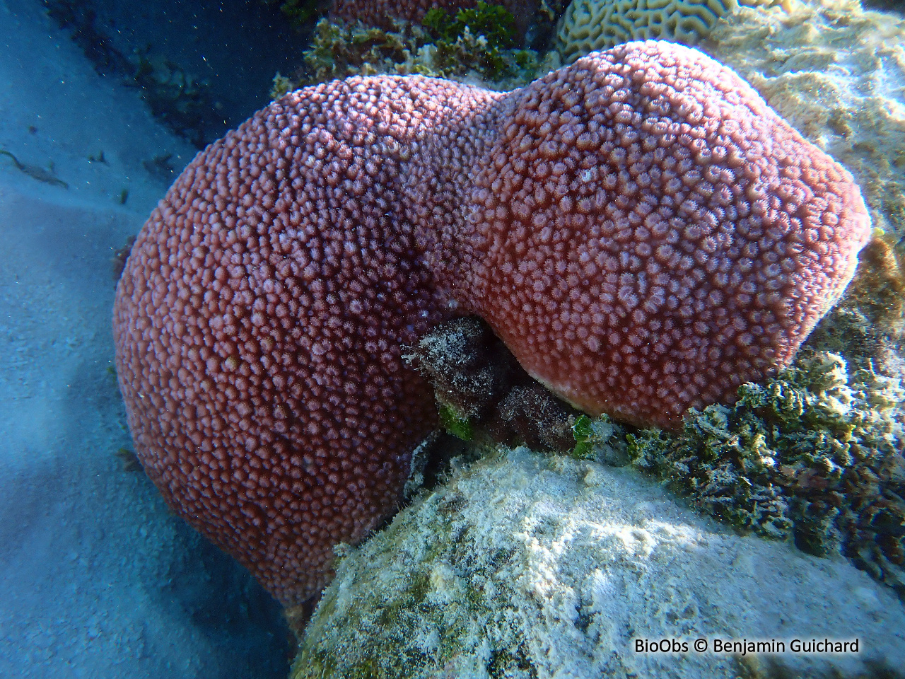 Corail-étoile poreux - Astreopora myriophthalma - Benjamin Guichard - BioObs