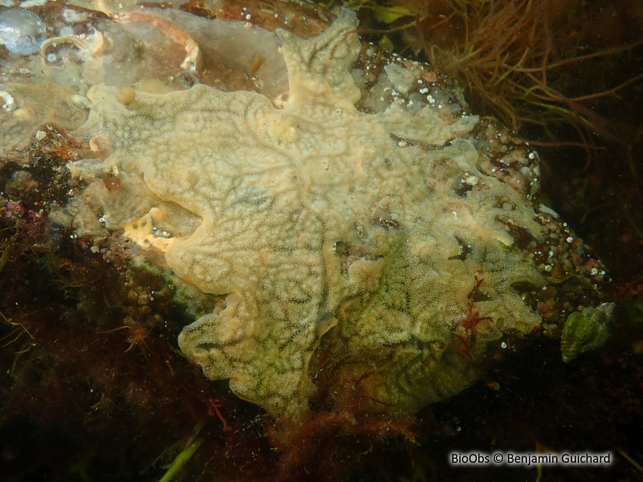 Didemne de Lahille - Didemnum lahillei - Benjamin Guichard - BioObs
