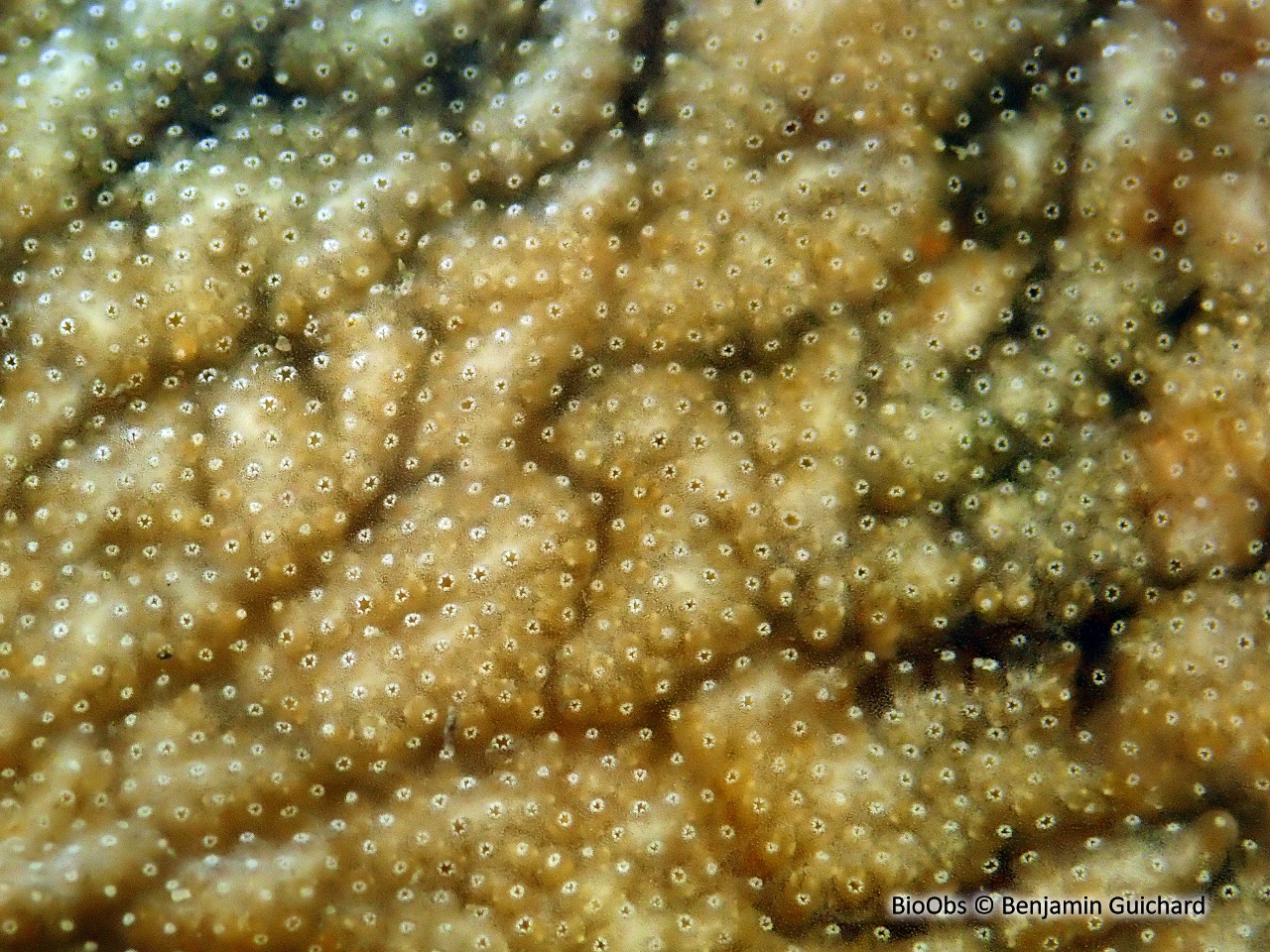 Didemne de Lahille - Didemnum lahillei - Benjamin Guichard - BioObs