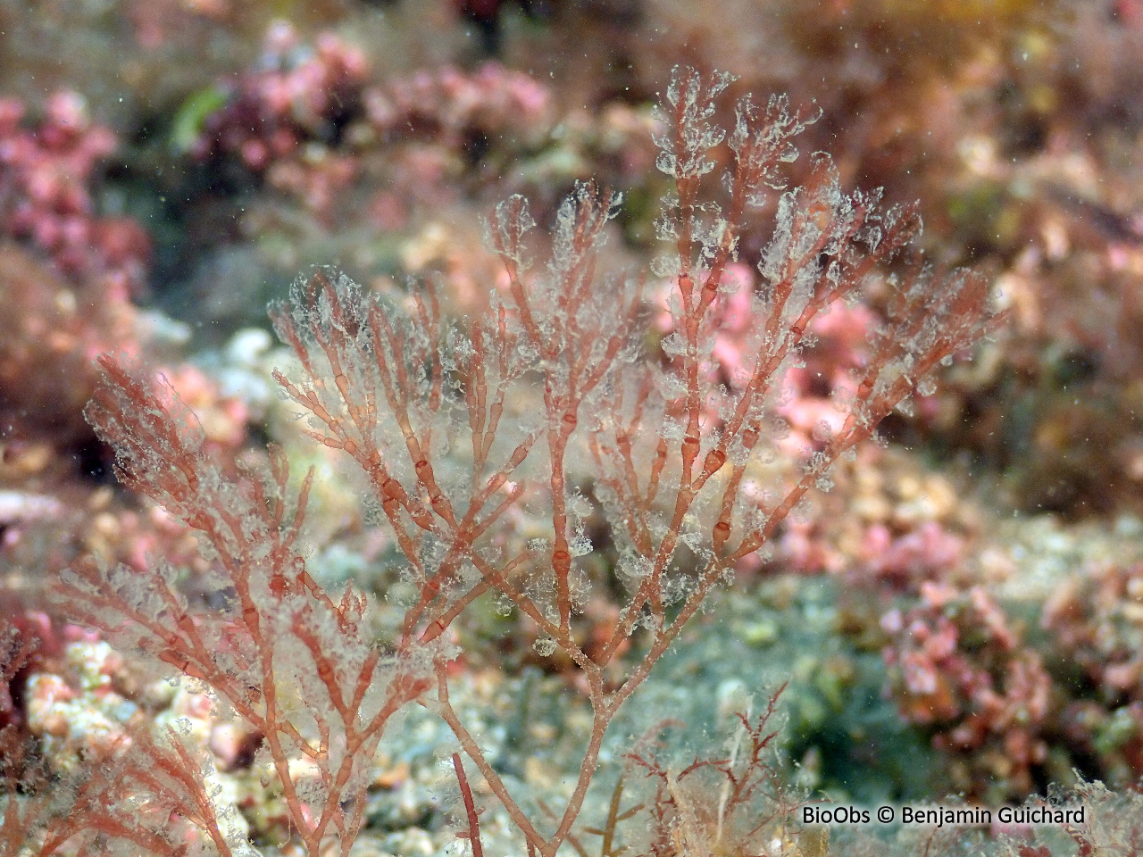 Algue tonnelée - Griffithsia corallinoïdes - Benjamin Guichard - BioObs