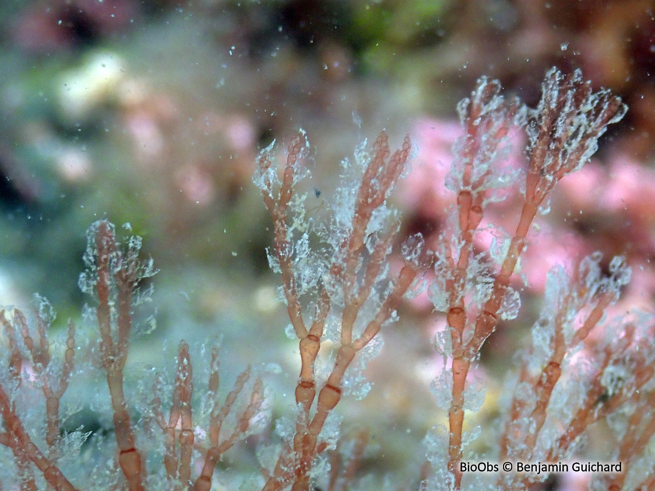 Algue tonnelée - Griffithsia corallinoïdes - Benjamin Guichard - BioObs
