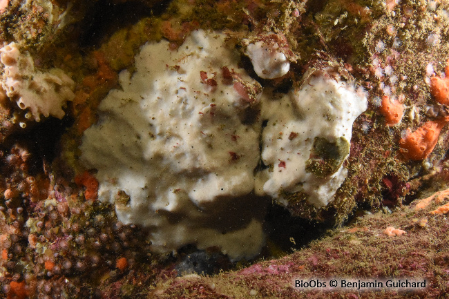 Eponge encroûtante blanche - Thymosia guernei - Benjamin Guichard - BioObs