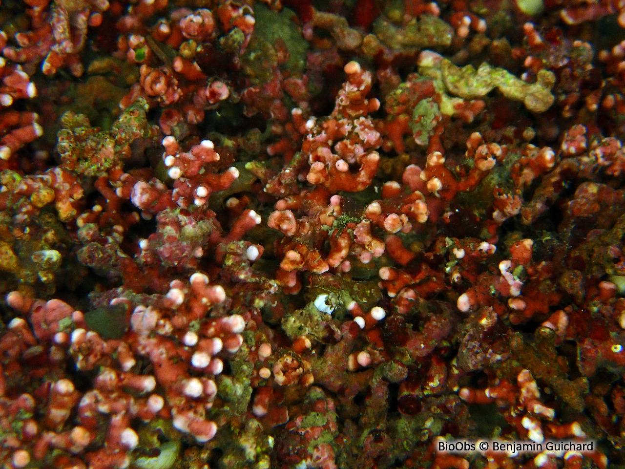 Algue buisson de pierre - Maërl - Lithothamnion corallioides - Benjamin Guichard - BioObs