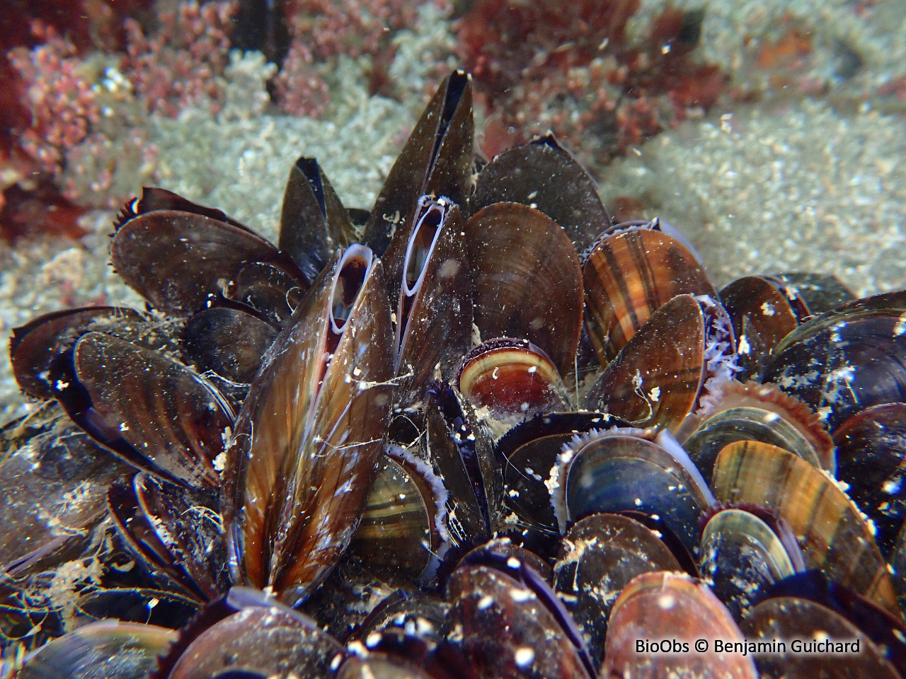 Moule comestible - Mytilus edulis - Benjamin Guichard - BioObs