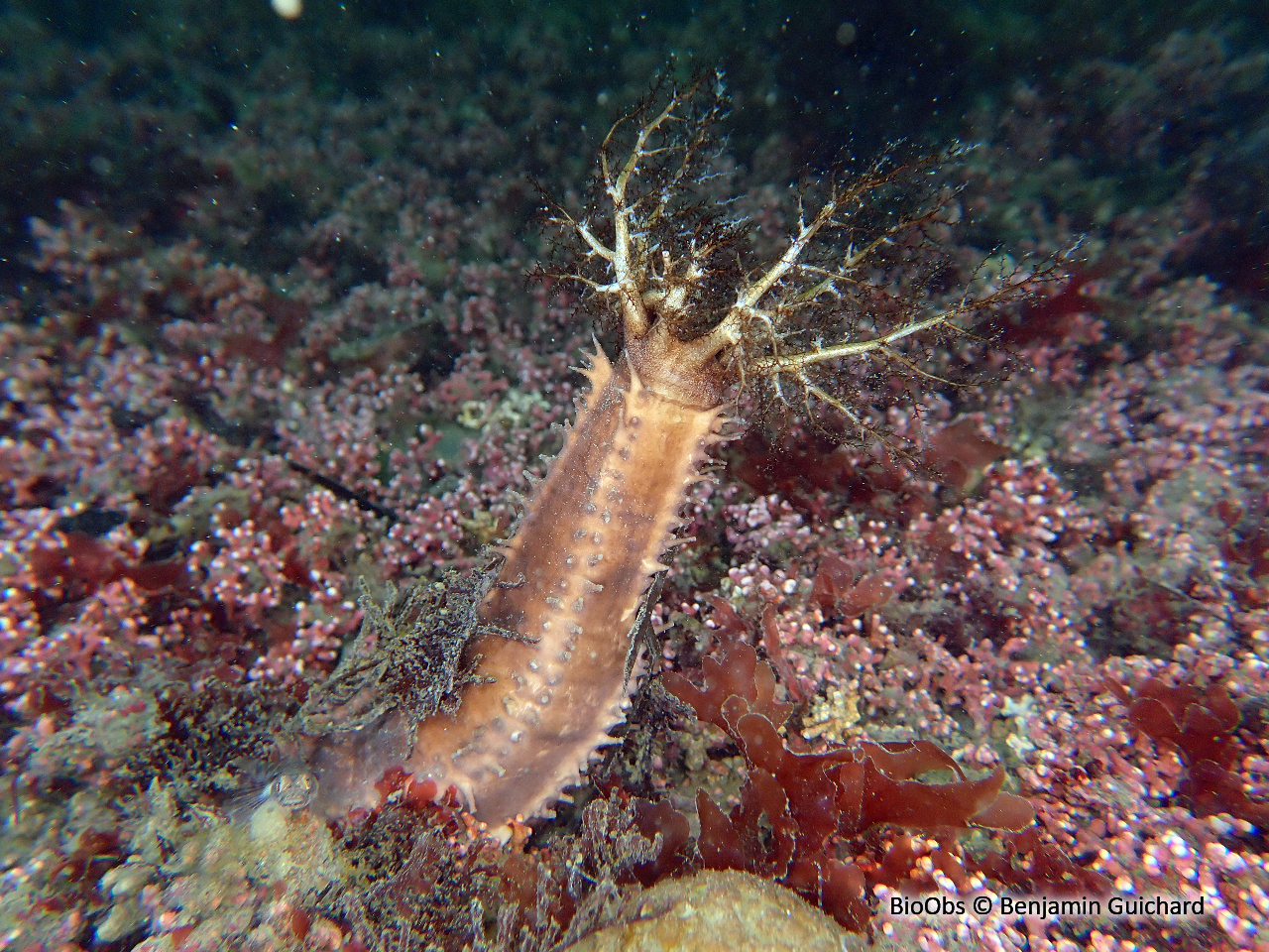 Lèche-doigts de Plancus - Ocnus planci - Benjamin Guichard - BioObs