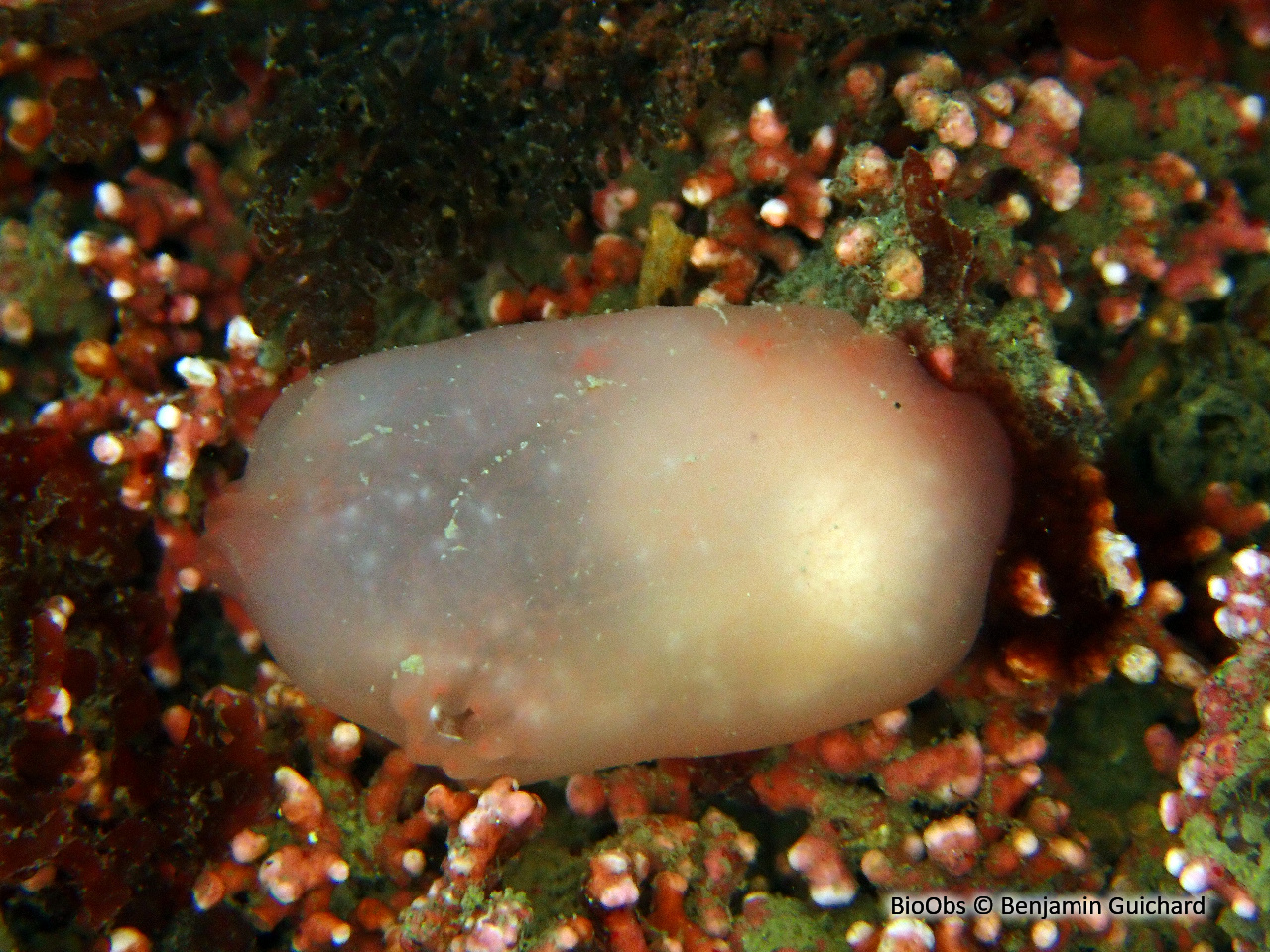 Ascidie rectangulaire - Ascidia virginea - Benjamin Guichard - BioObs