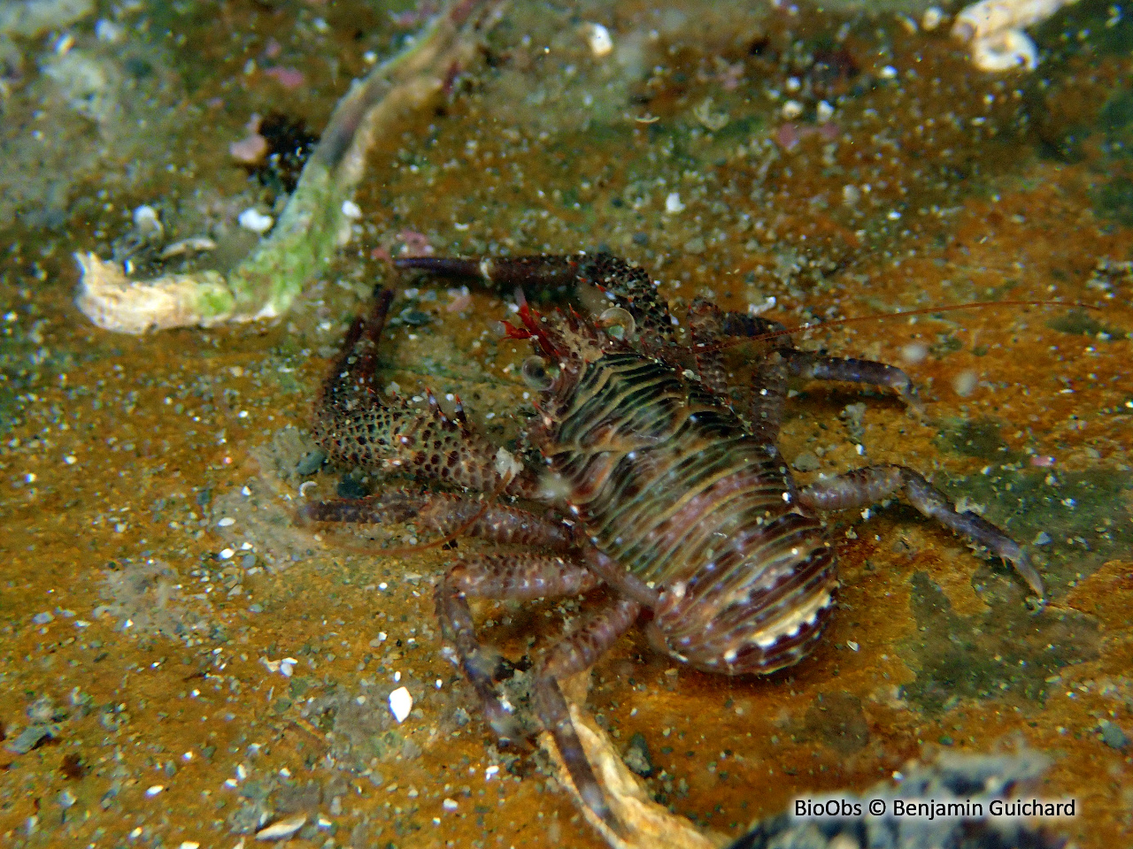 Galathée noire - Galathea squamifera - Benjamin Guichard - BioObs