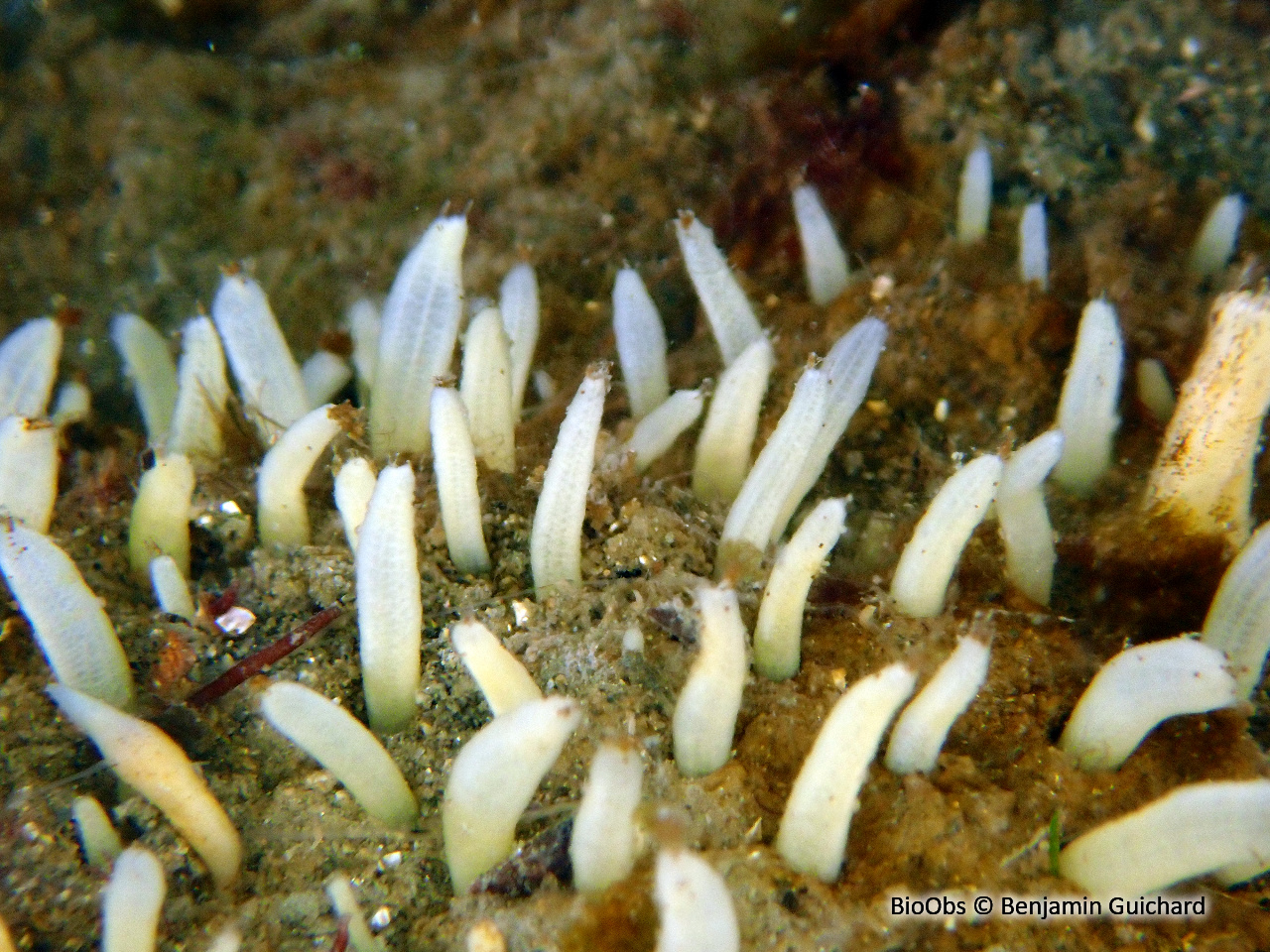Eponge à languettes - Polymastia penicillus - Benjamin Guichard - BioObs