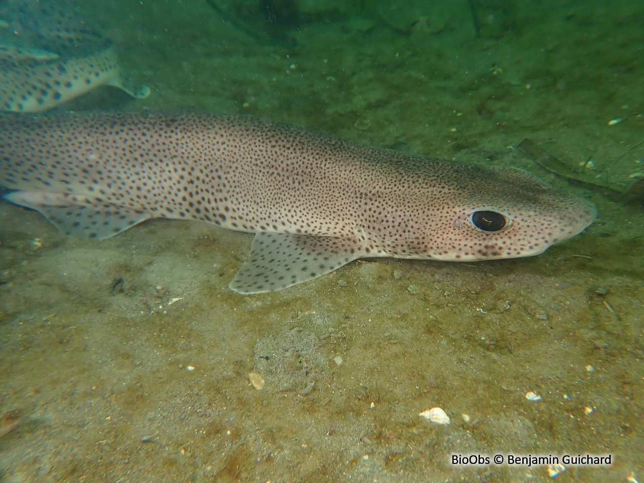Petite roussette - Scyliorhinus canicula - Benjamin Guichard - BioObs