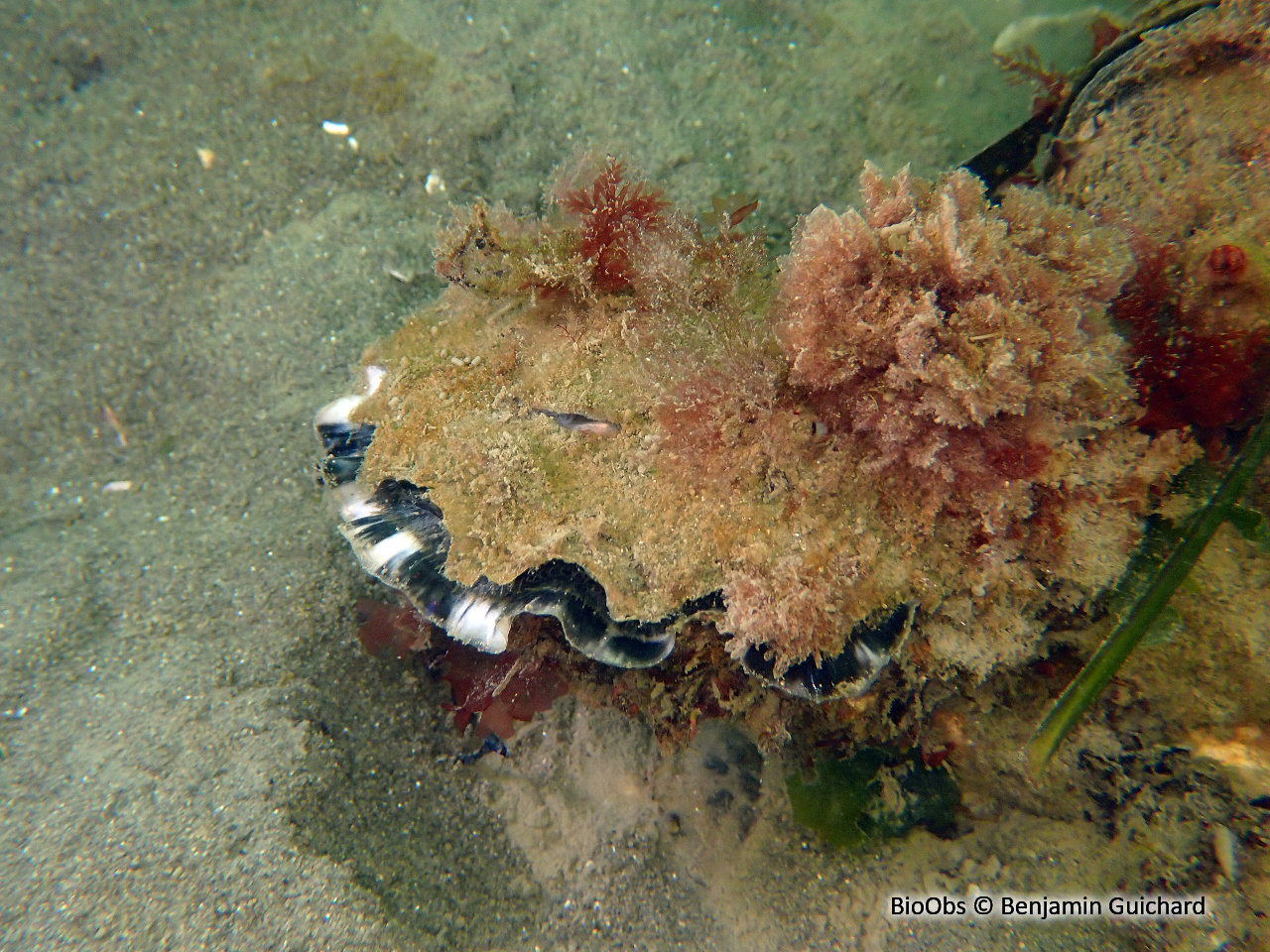 Huitre creuse - Magallana gigas - Benjamin Guichard - BioObs