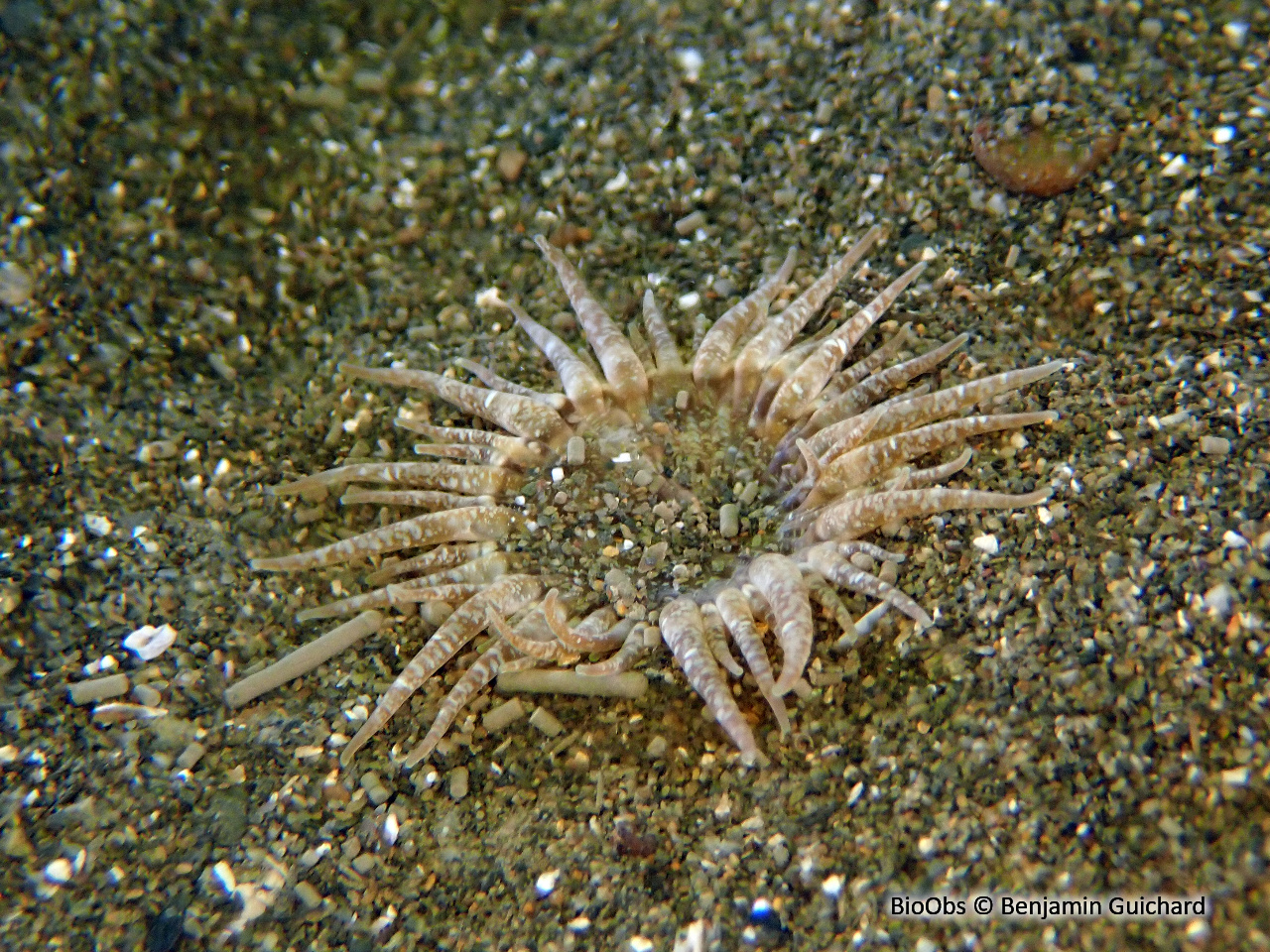 Sagartie des vases - Cylista troglodytes - Benjamin Guichard - BioObs