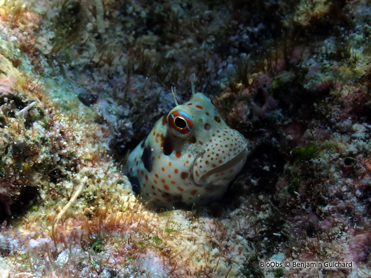 Blennie tachetée - Blenniella chrysospilos - Benjamin Guichard - BioObs